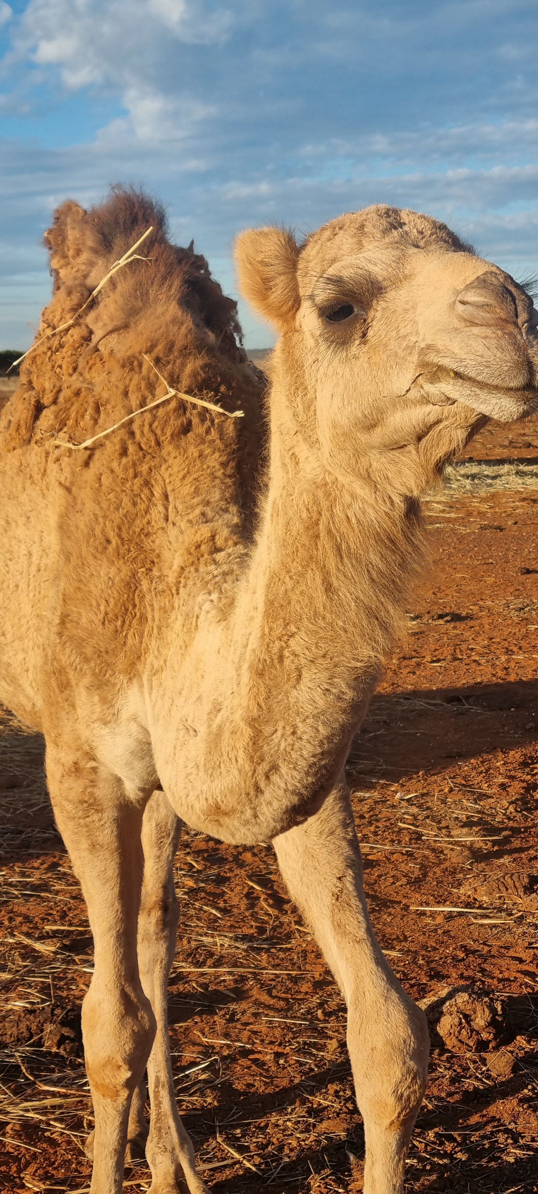 Maverick's Rest - Alpaca Farm Stay