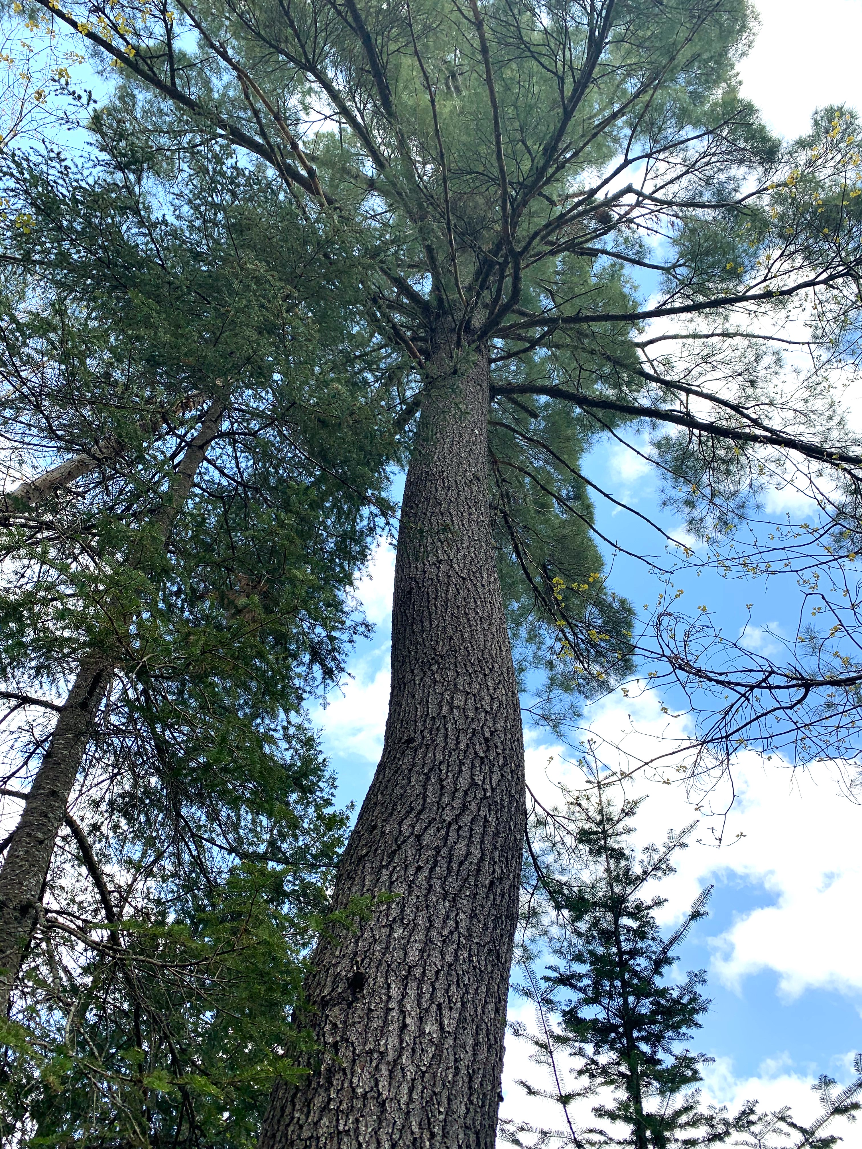 Turtle Marsh- secluded wooded site.