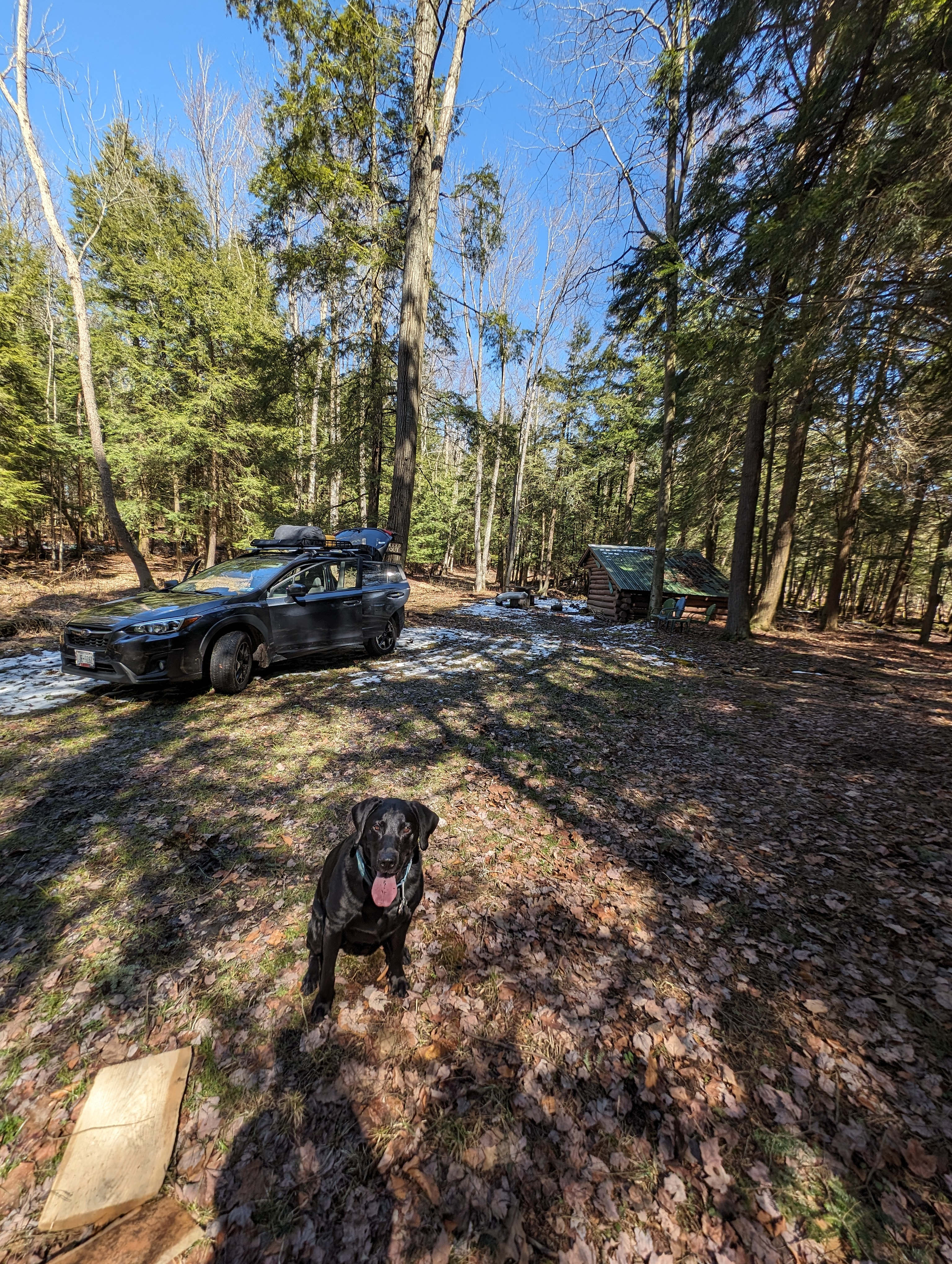 Lean-to in quiet forest