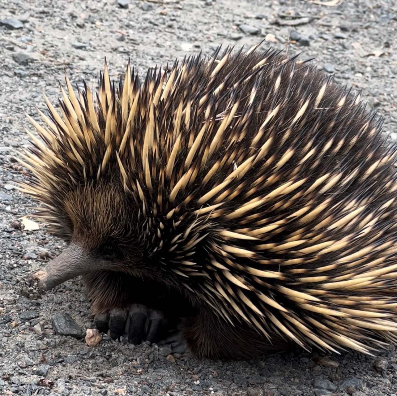 Grampians Park Station -Grand Views