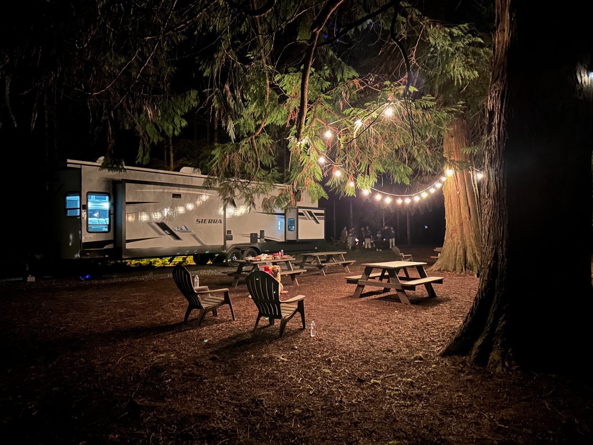 Aerial lights among the large cedars