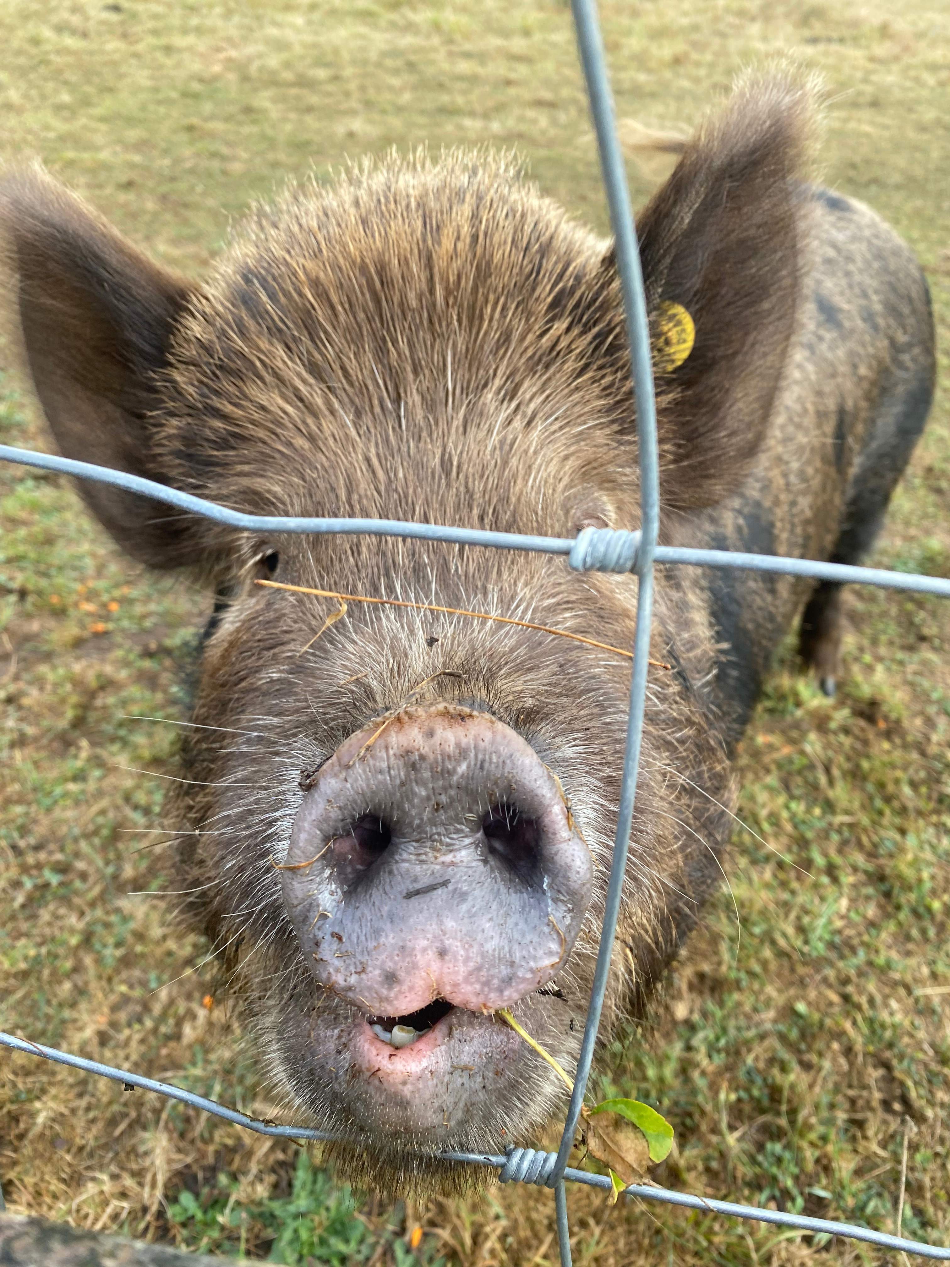 Triple R’s Rescue Farm