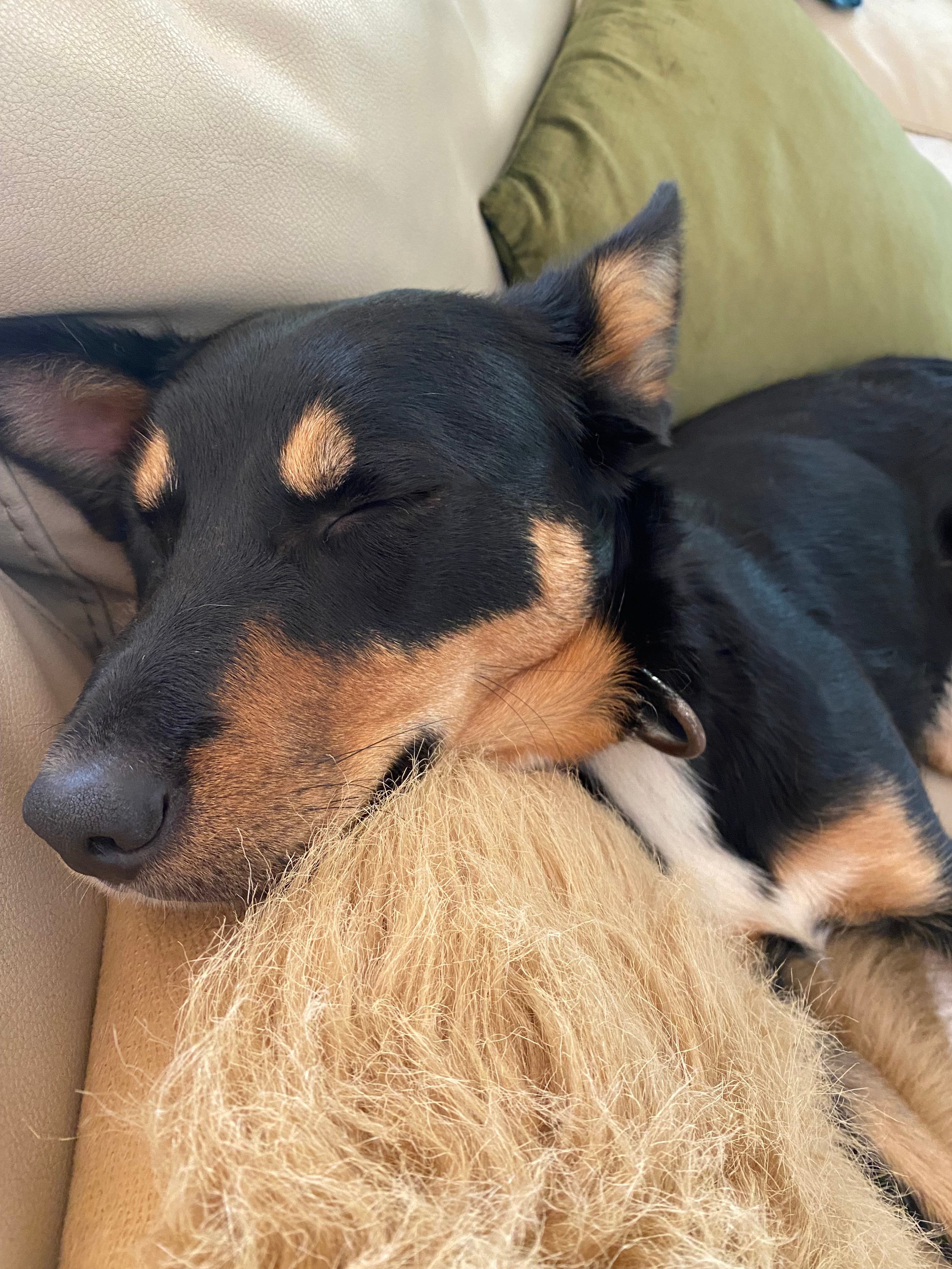 Triple R’s Rescue Farm