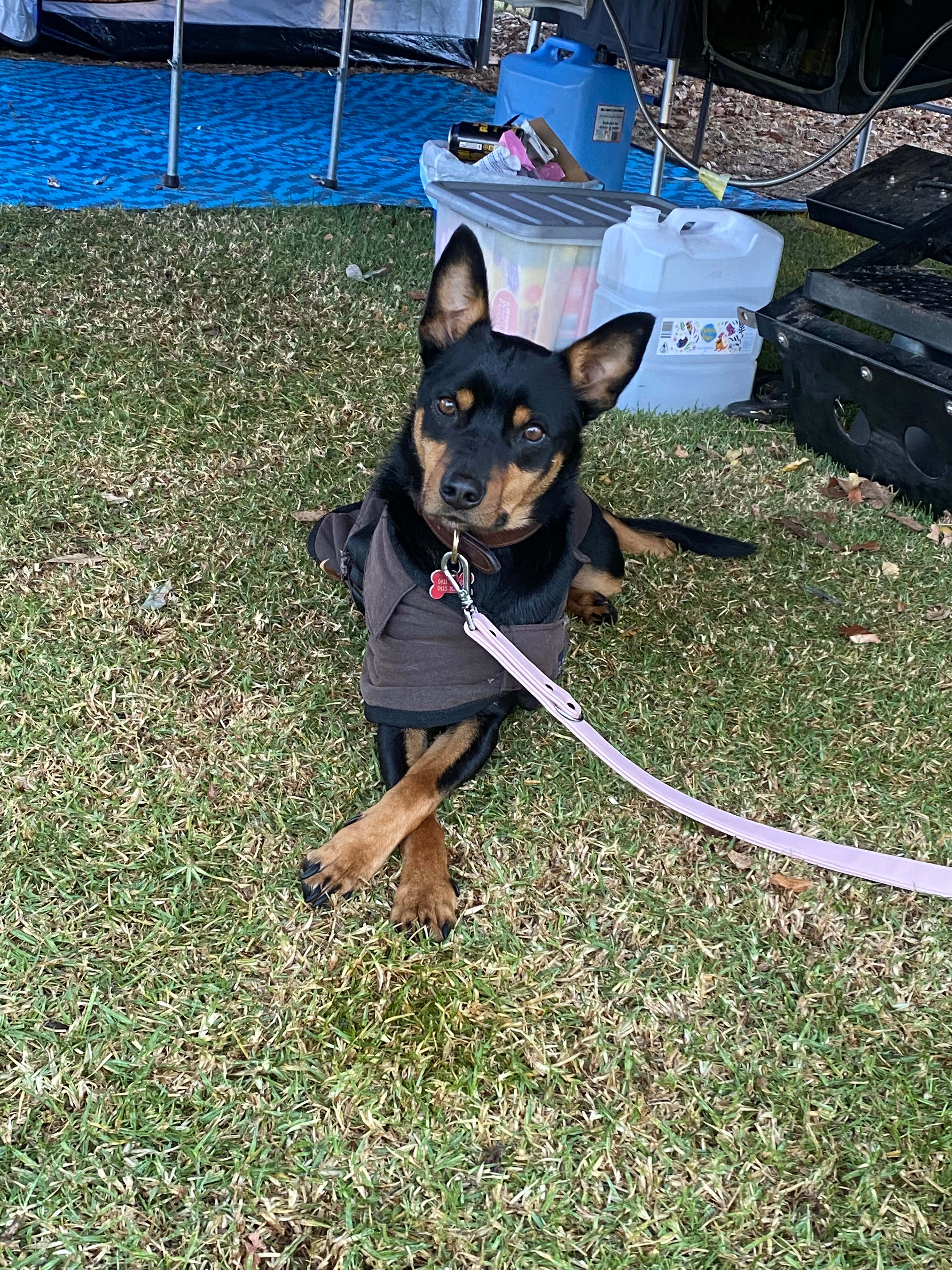 Triple R’s Rescue Farm