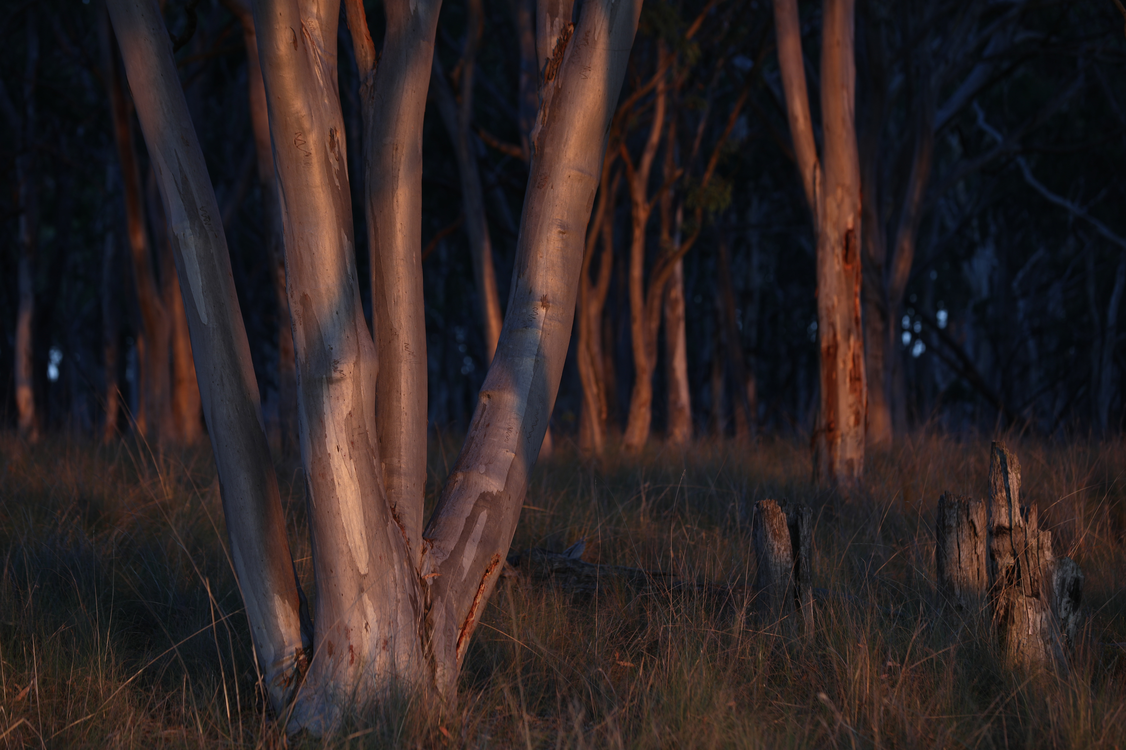 Mount Testa Campgrounds