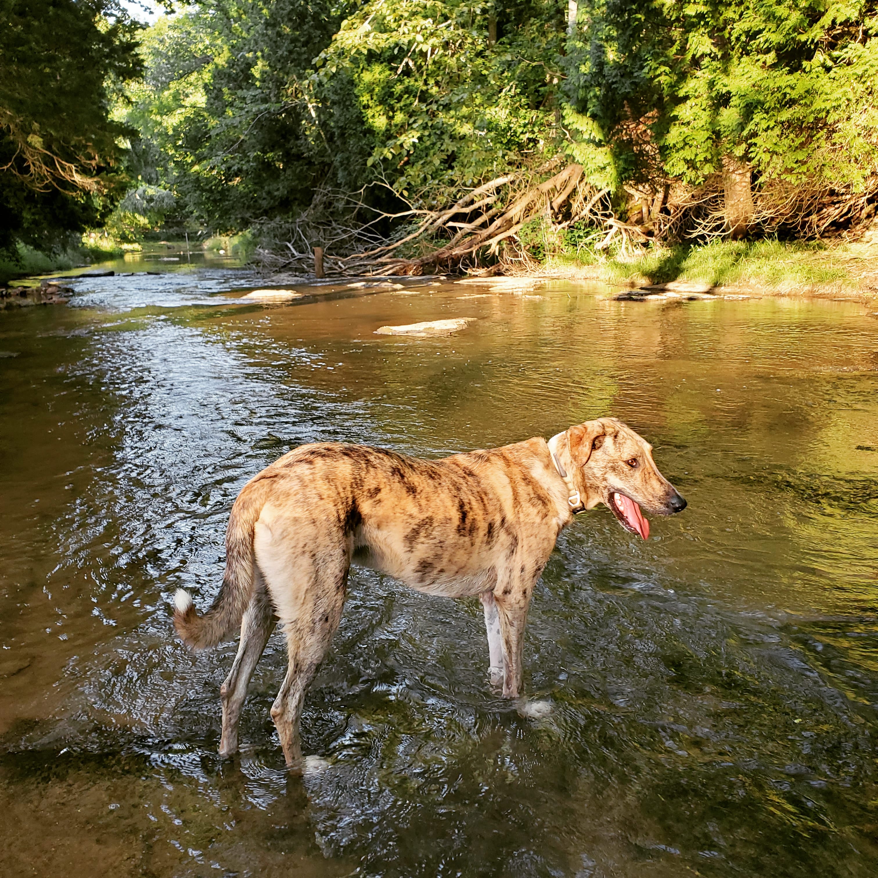 Meadow Creek In Dry Valley
