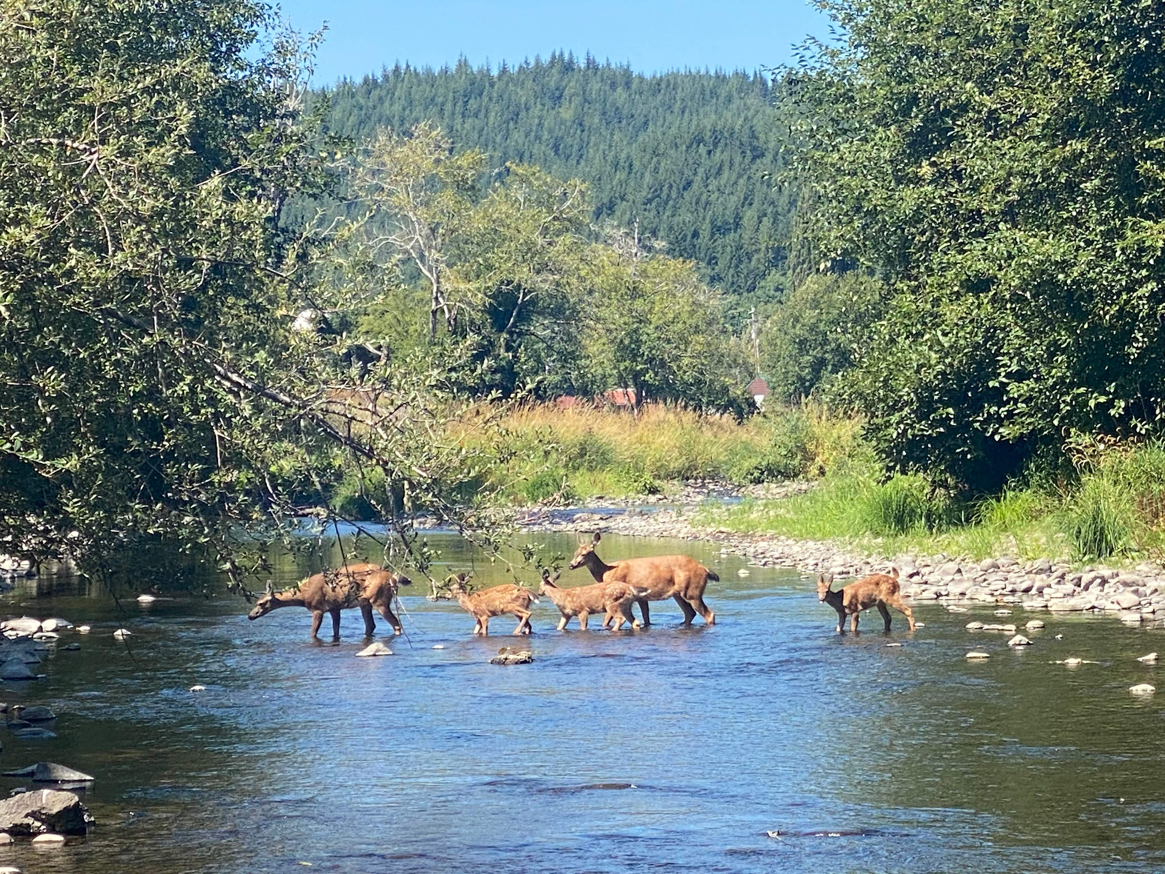 Brown Falcon Campground