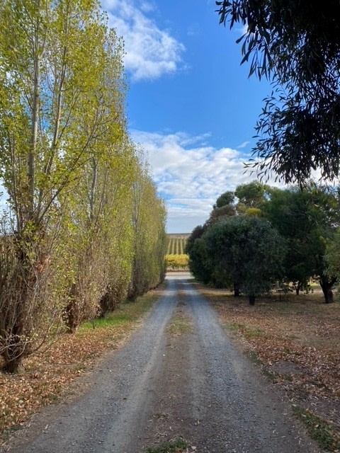 Six Strings - McLaren Vale Vineyard