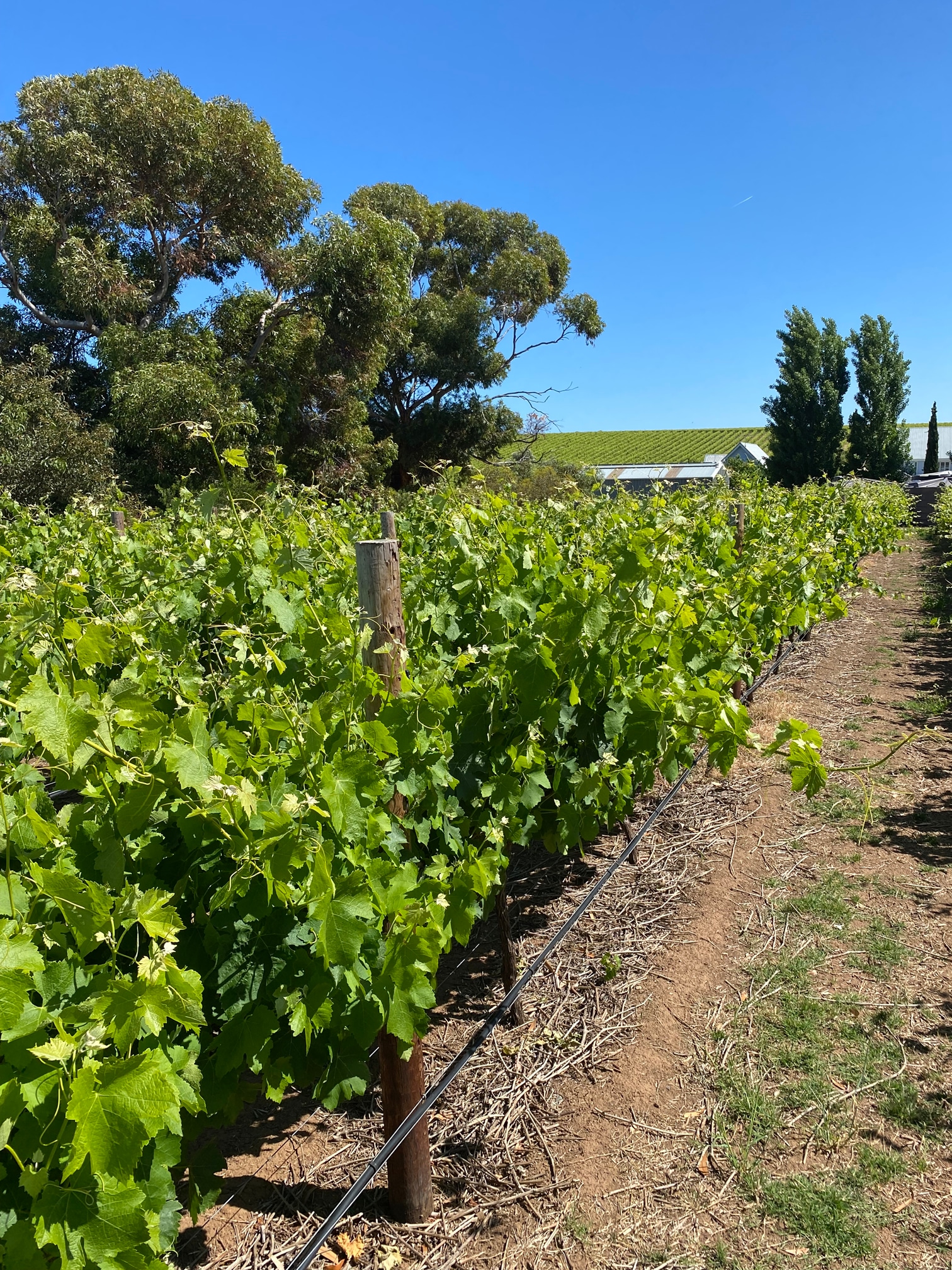 McLaren Vale Vineyard