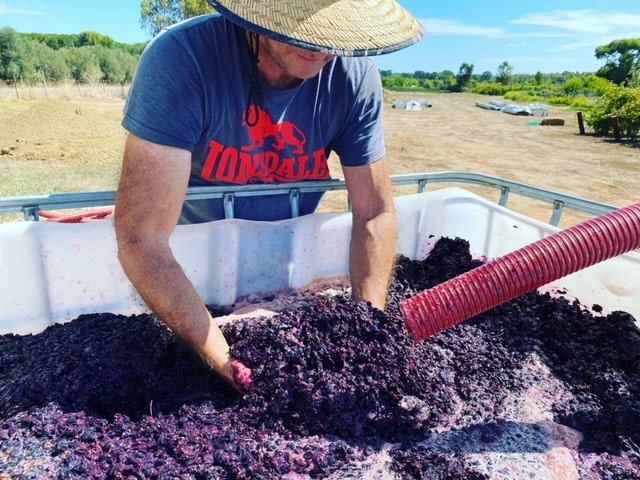 McLaren Vale Vineyard