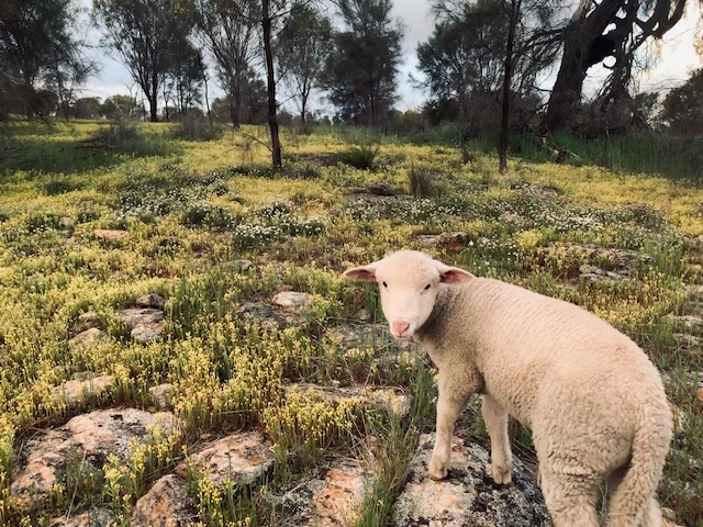 Qualin Farm bush camp
