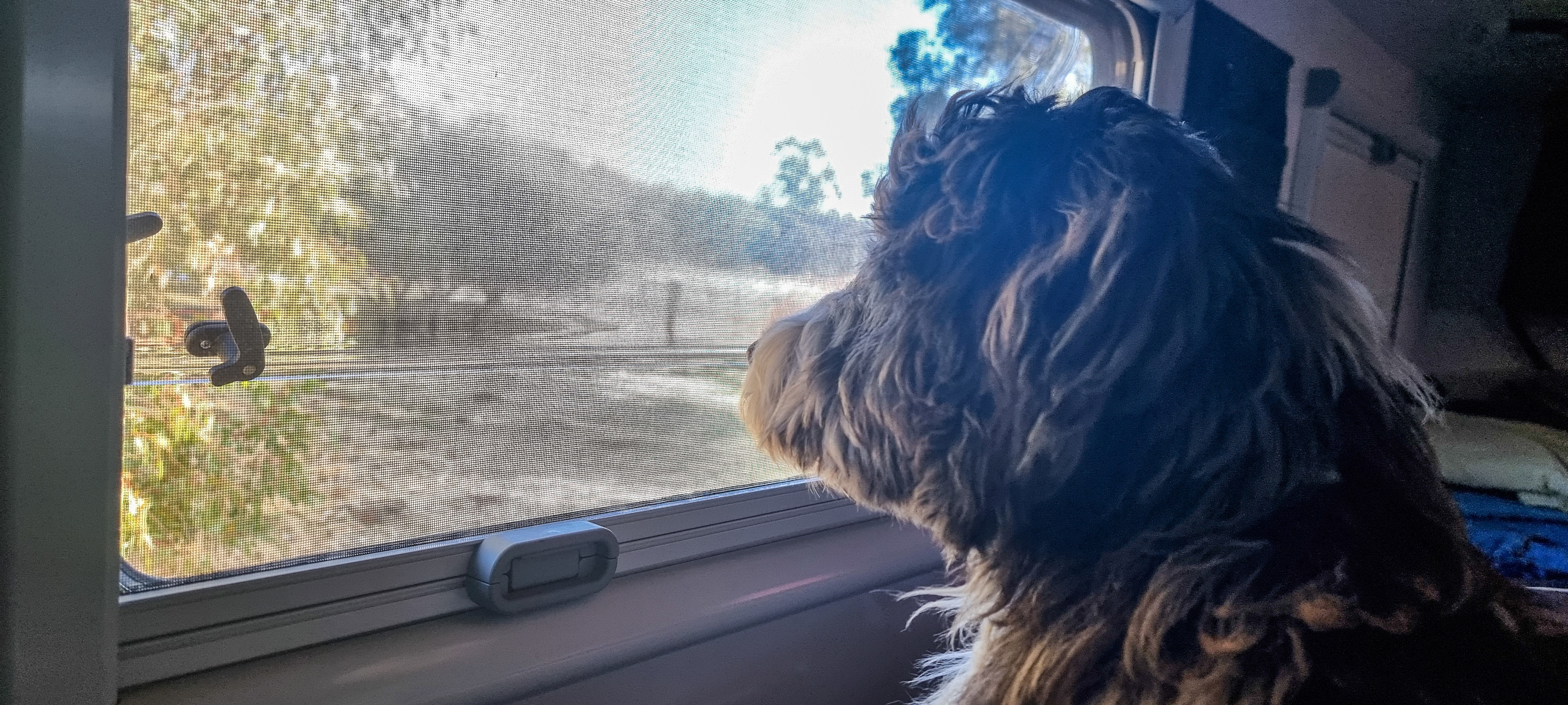 Our puppy enjoying the views