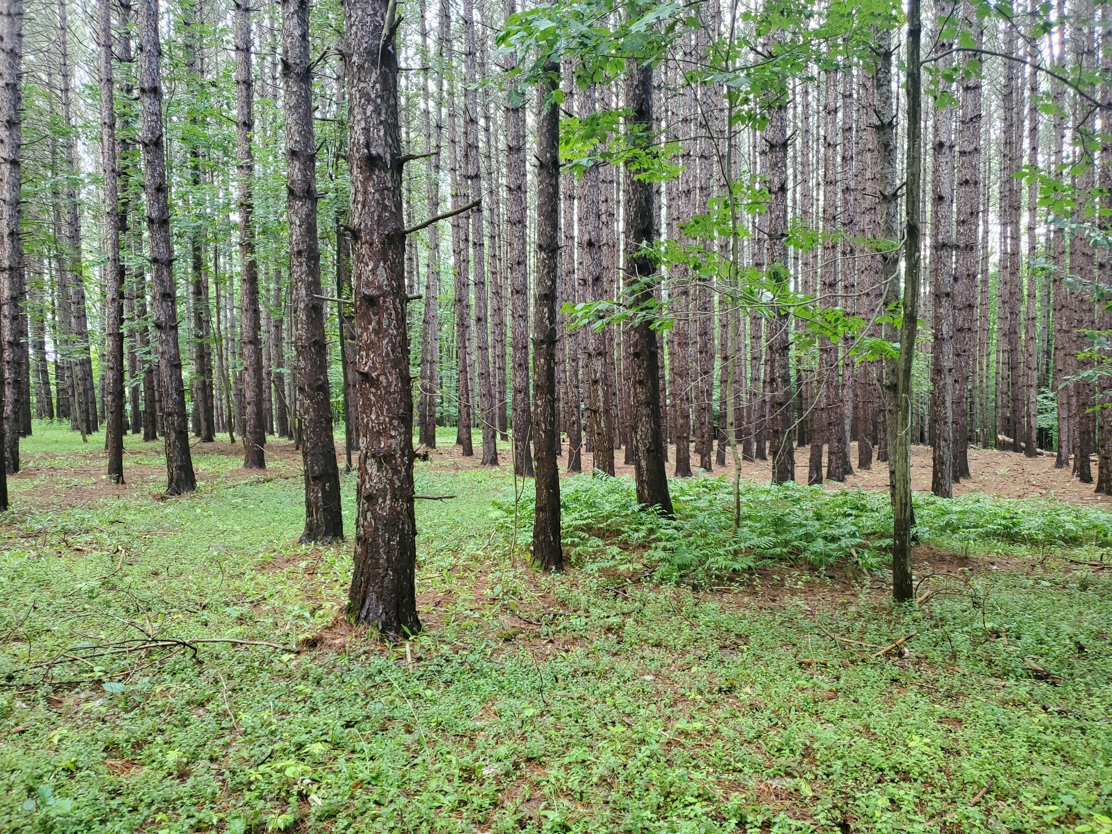 Brook Hollow Homestead