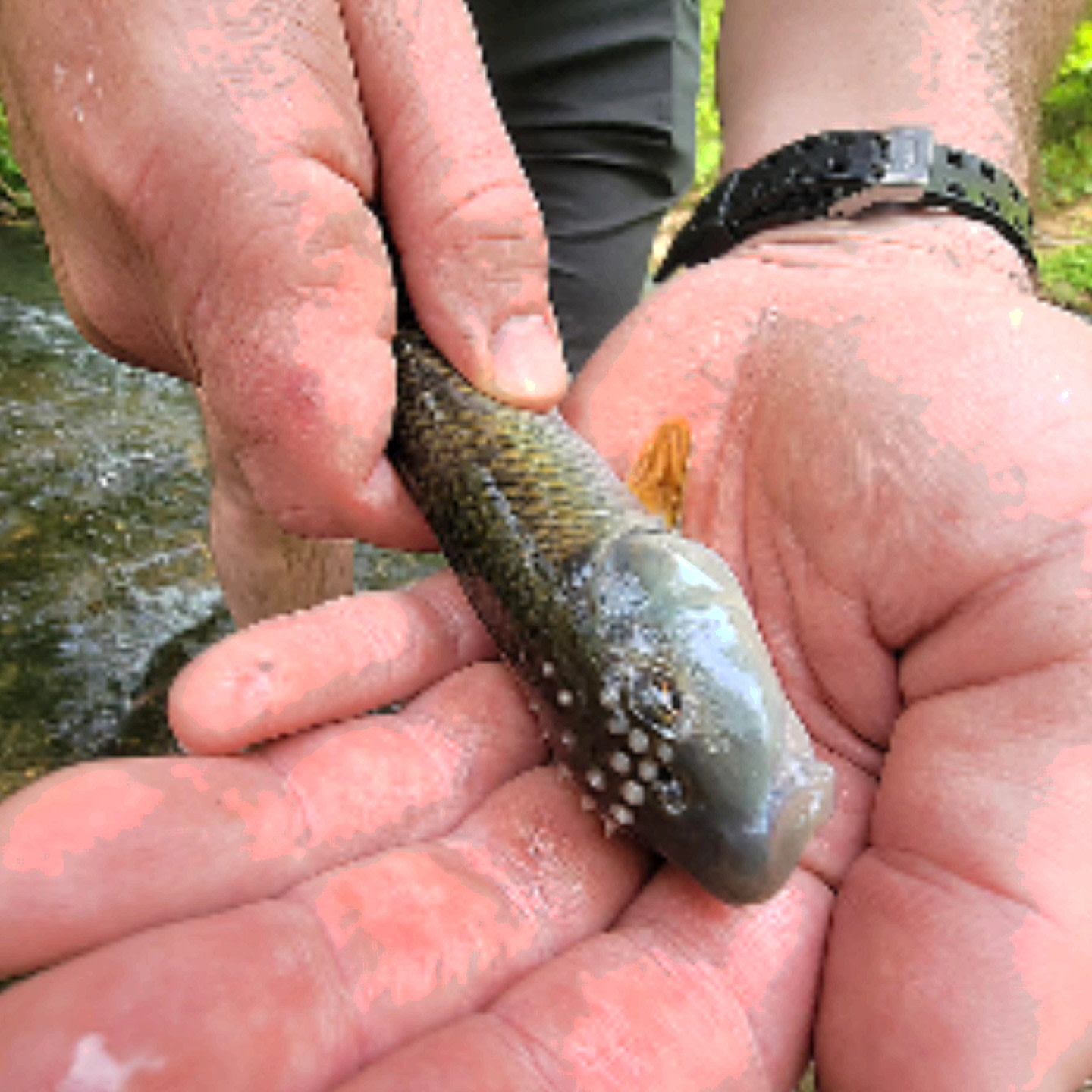 The River-Monthly and daily Sites