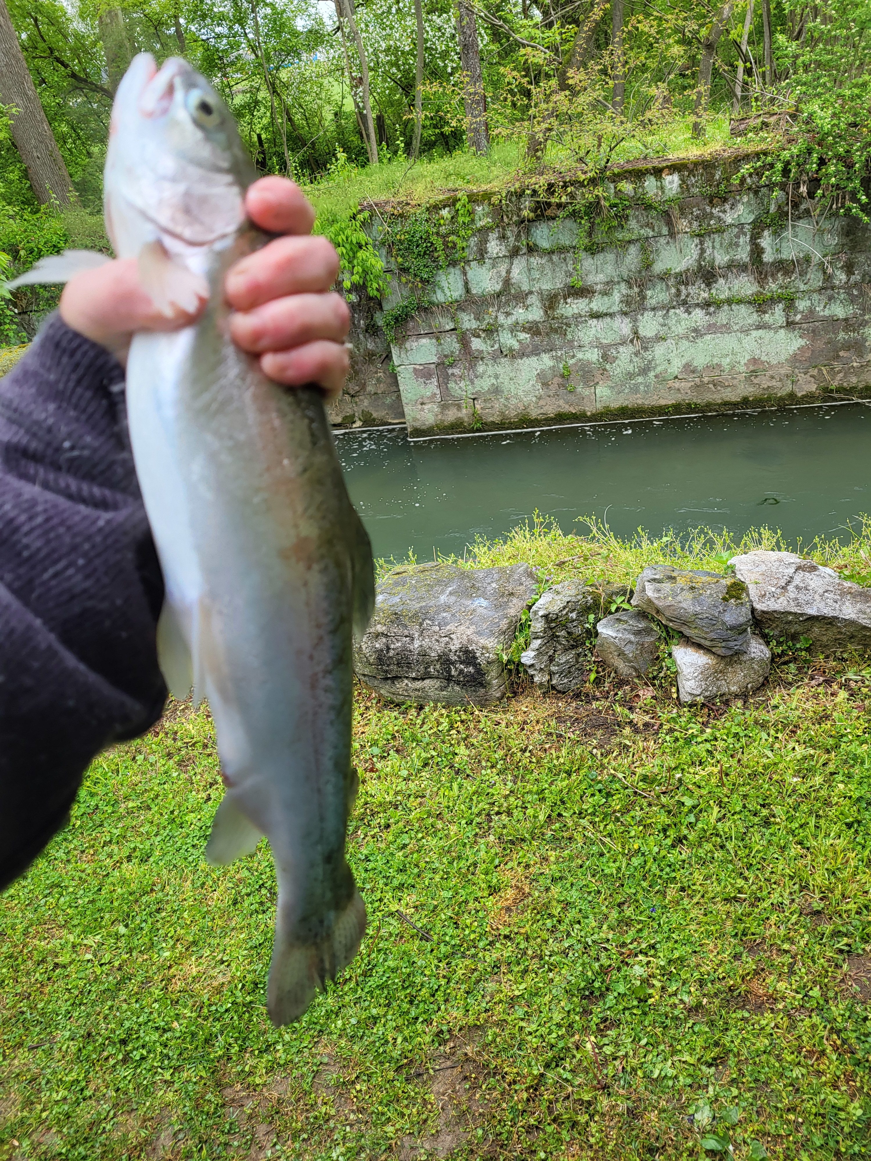 Elmlock Acres Camping on the Canal