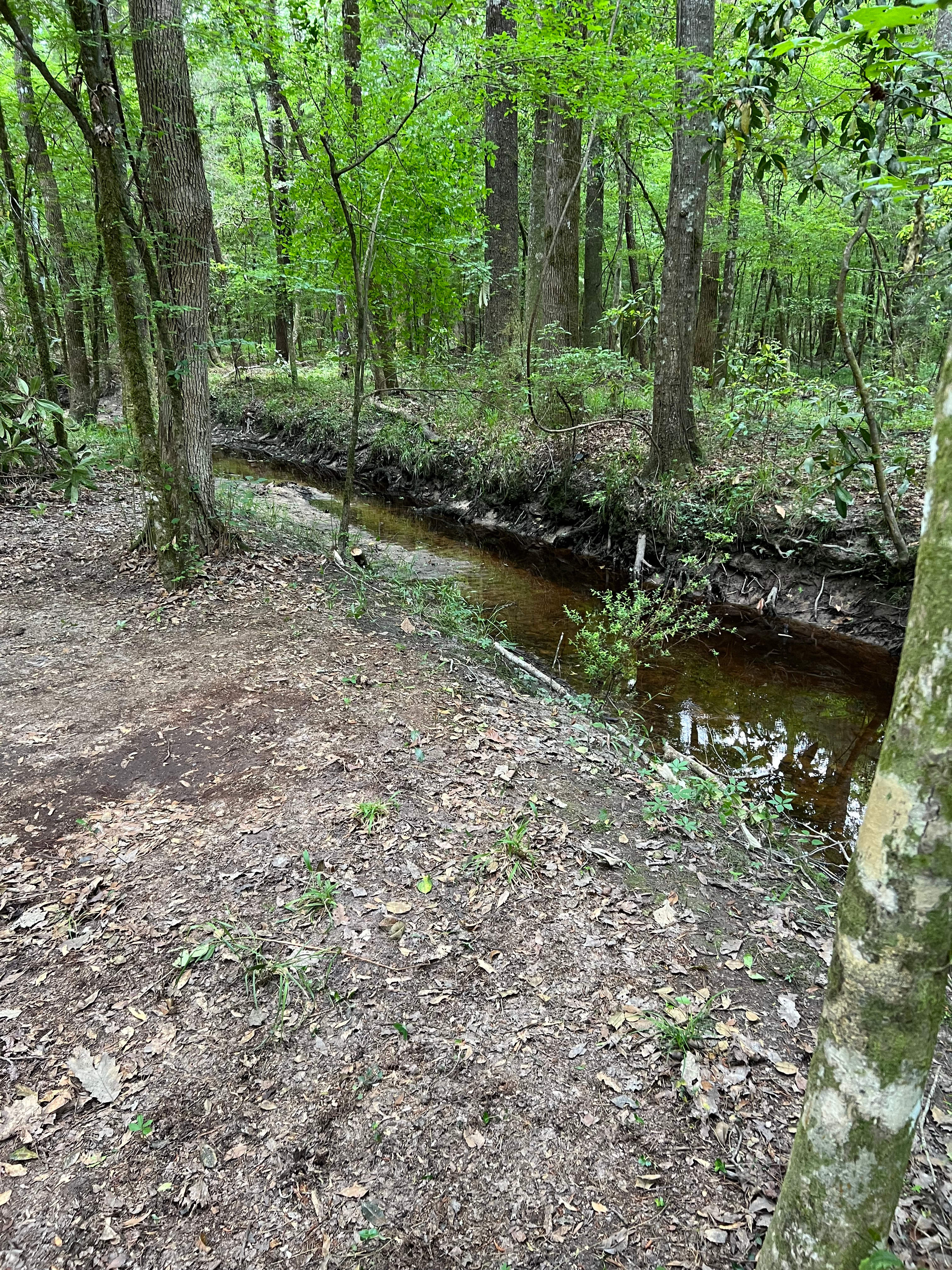 Magnolia Branch on the Gully
