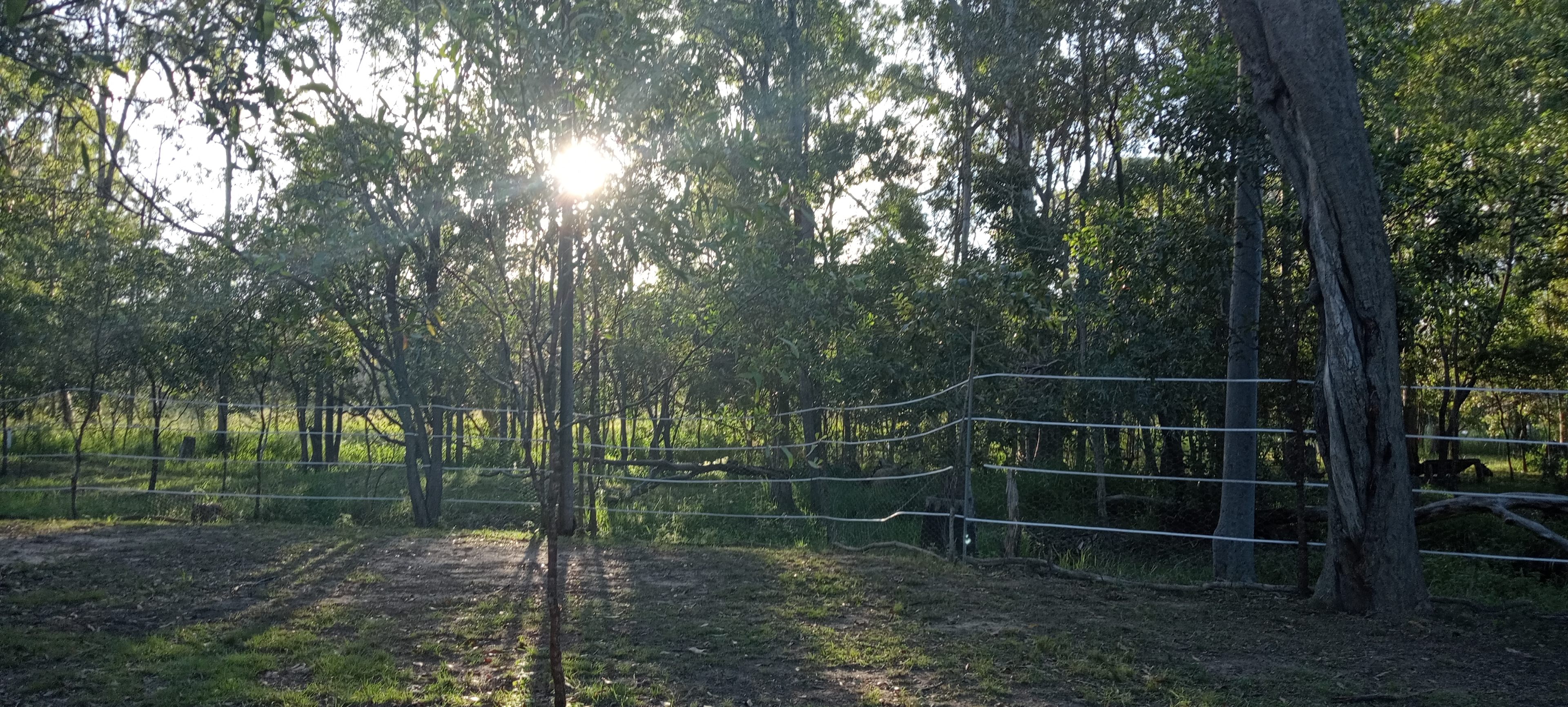 The evening view of gentle filtered sunsets through the trees from the corner log seating area.