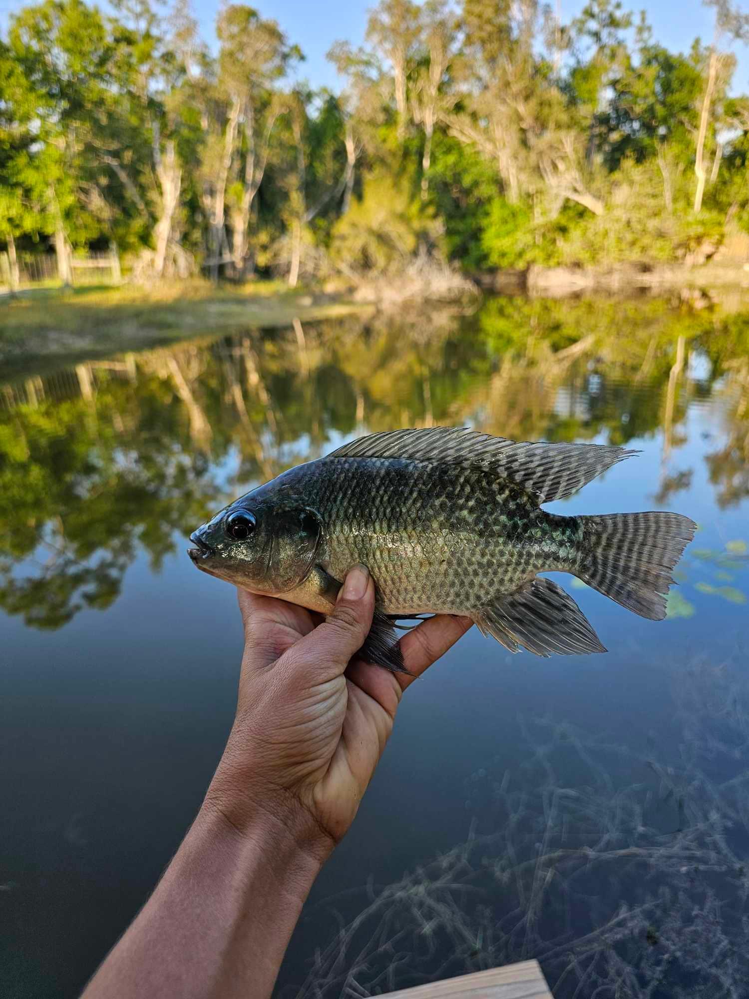Serenity Star - Sauna Cold Plunge