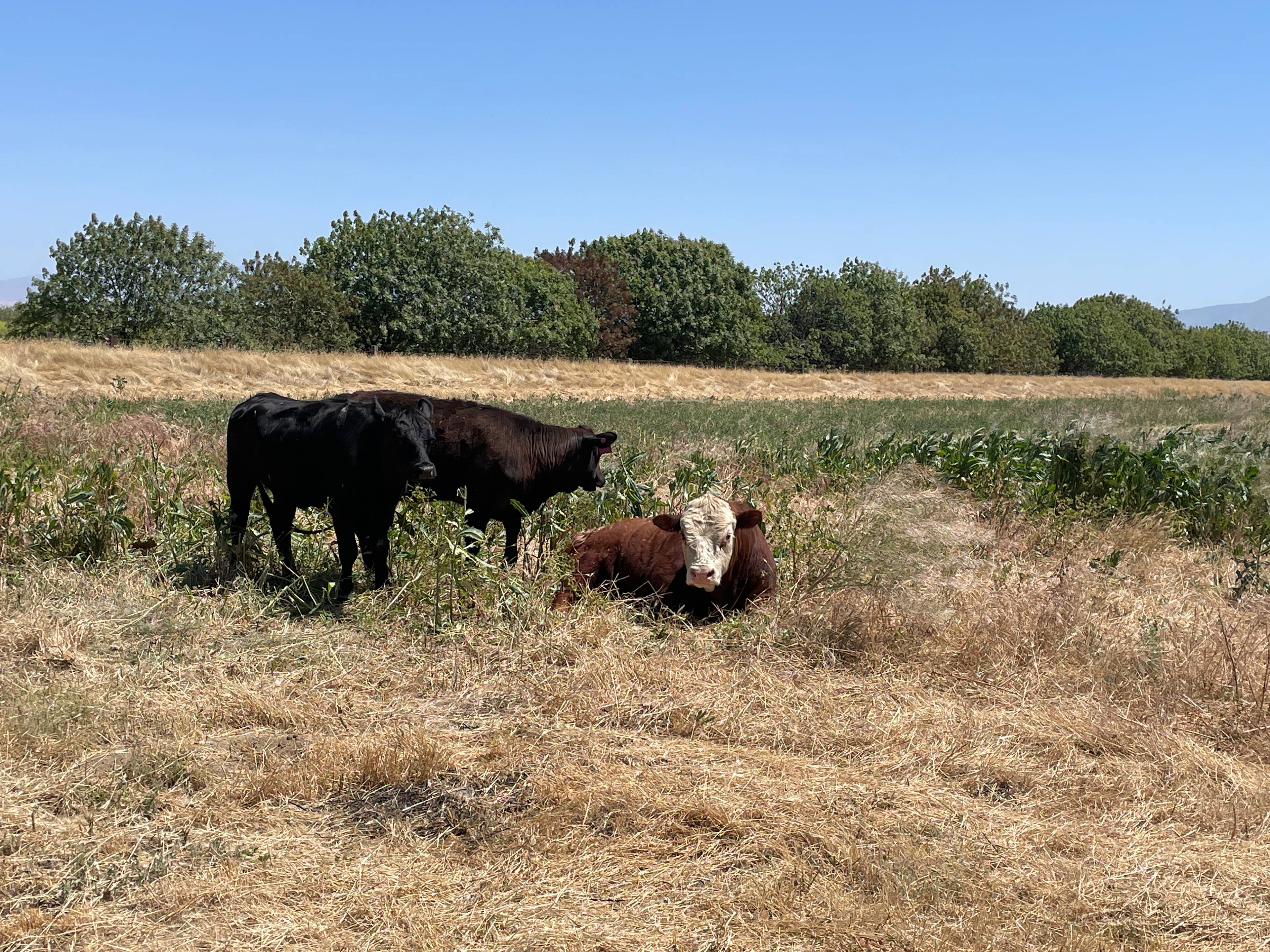 Bakersfield Farm Animals & Pond
