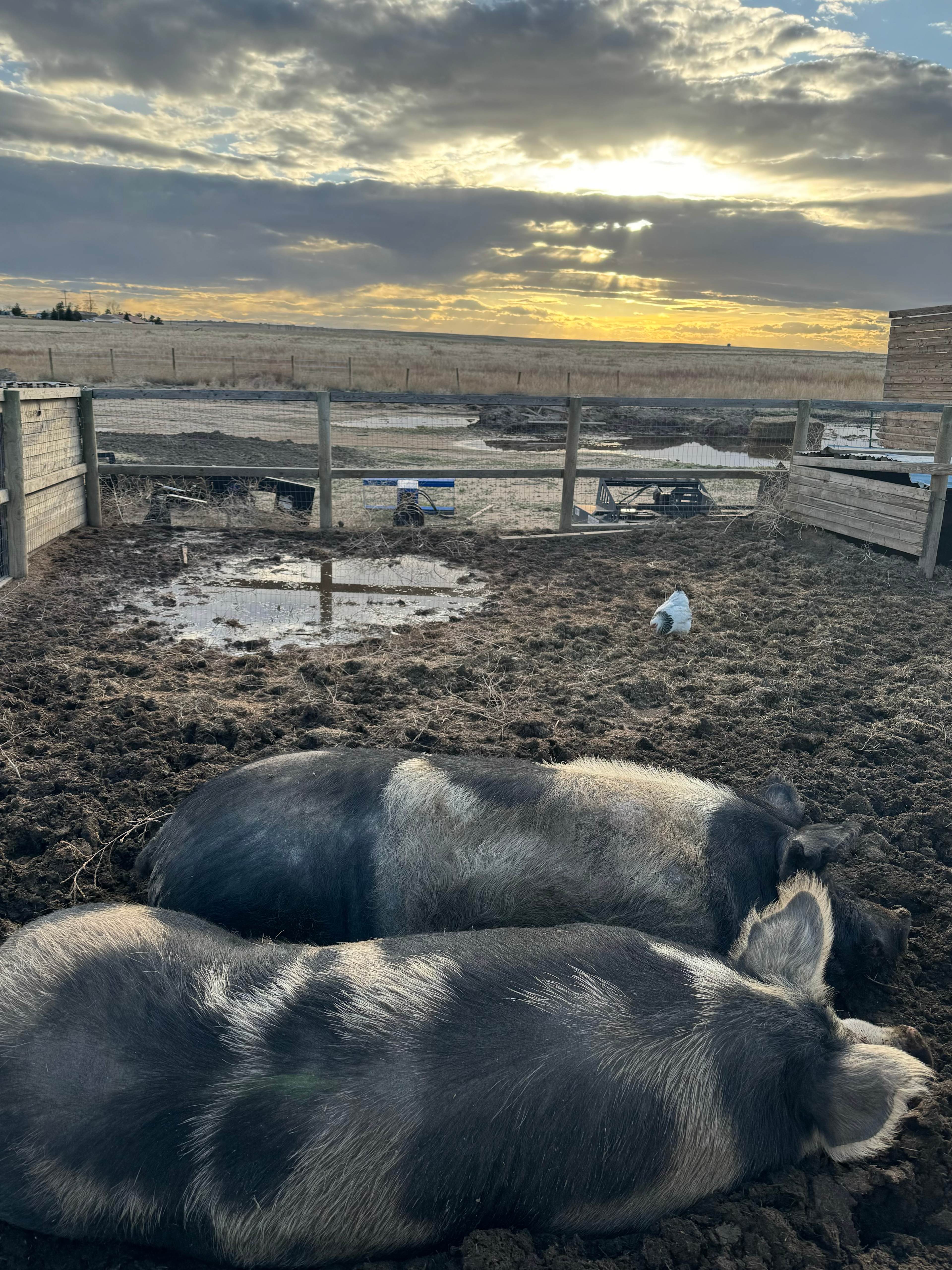 lovely piggies