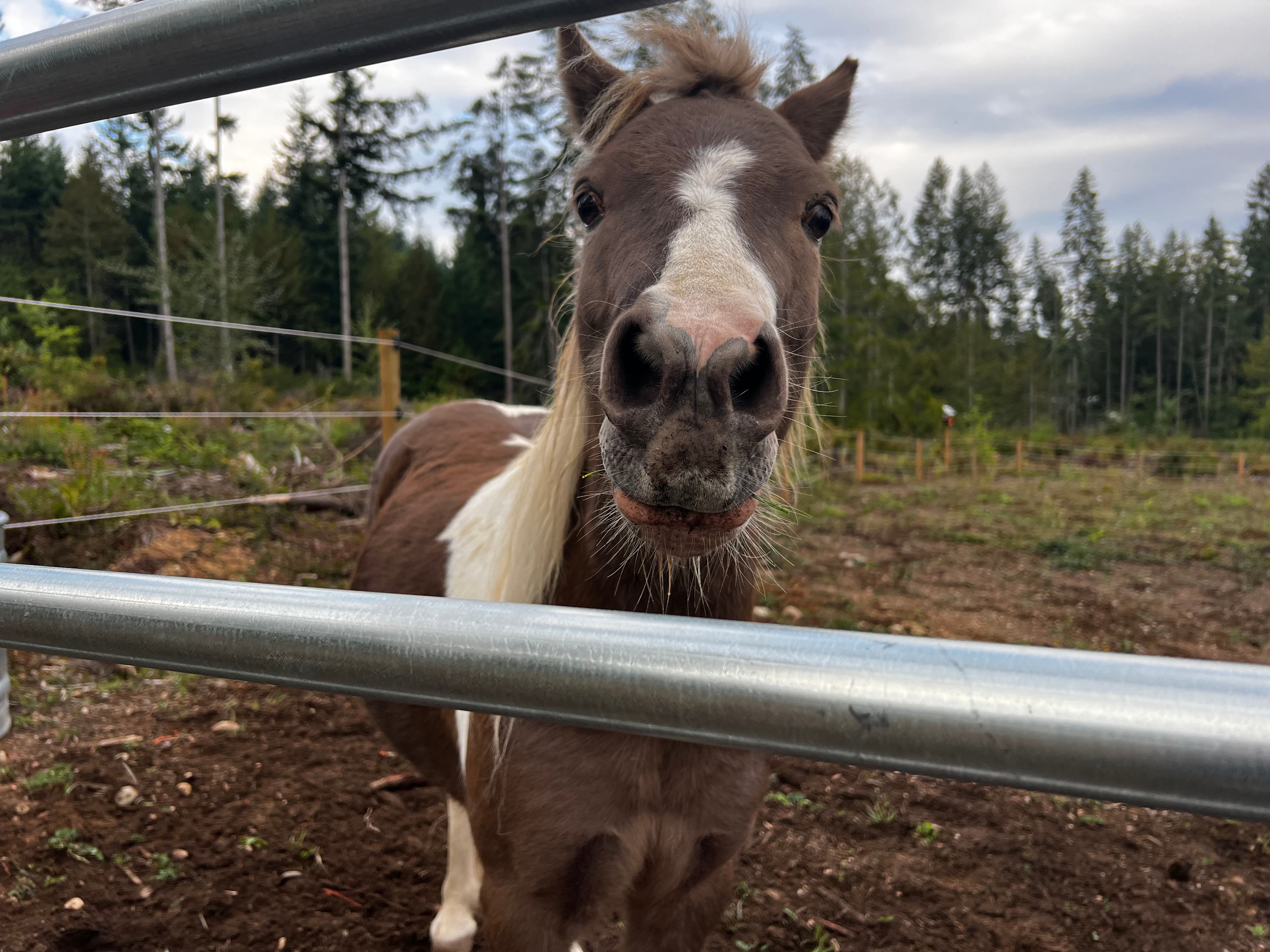 Rainfall Ranch Rescue - 16 Acres