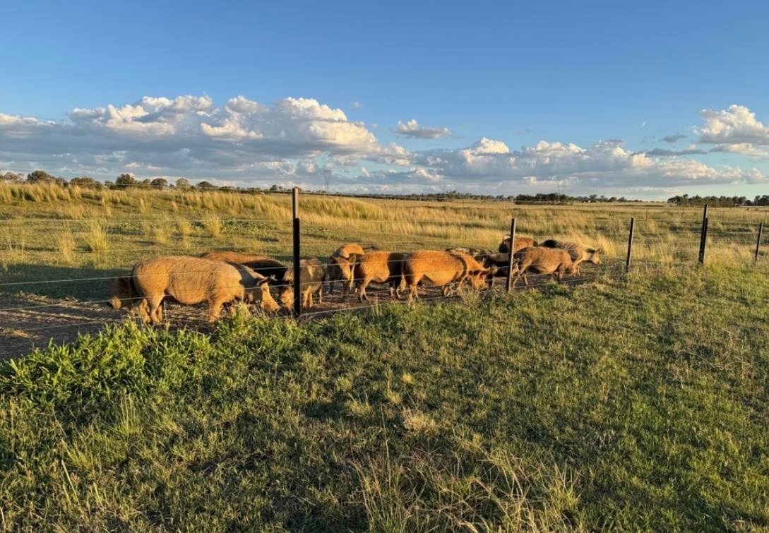 Sheffield B&B Farm stay Tamworth