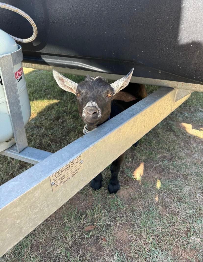 Sheffield B&B Farm stay Tamworth