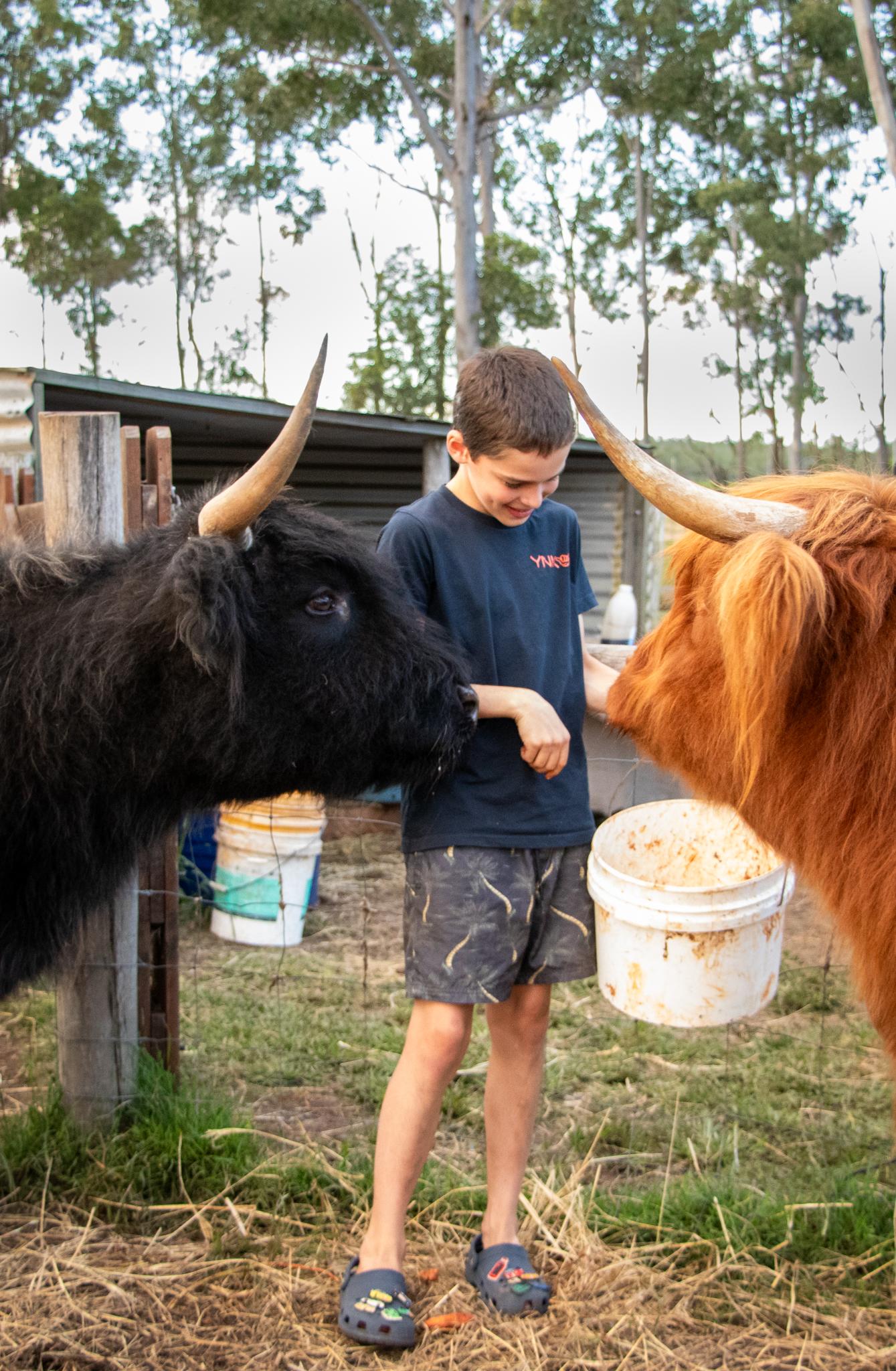 Highland cows, Willow and Oakley love sweet potatoes!