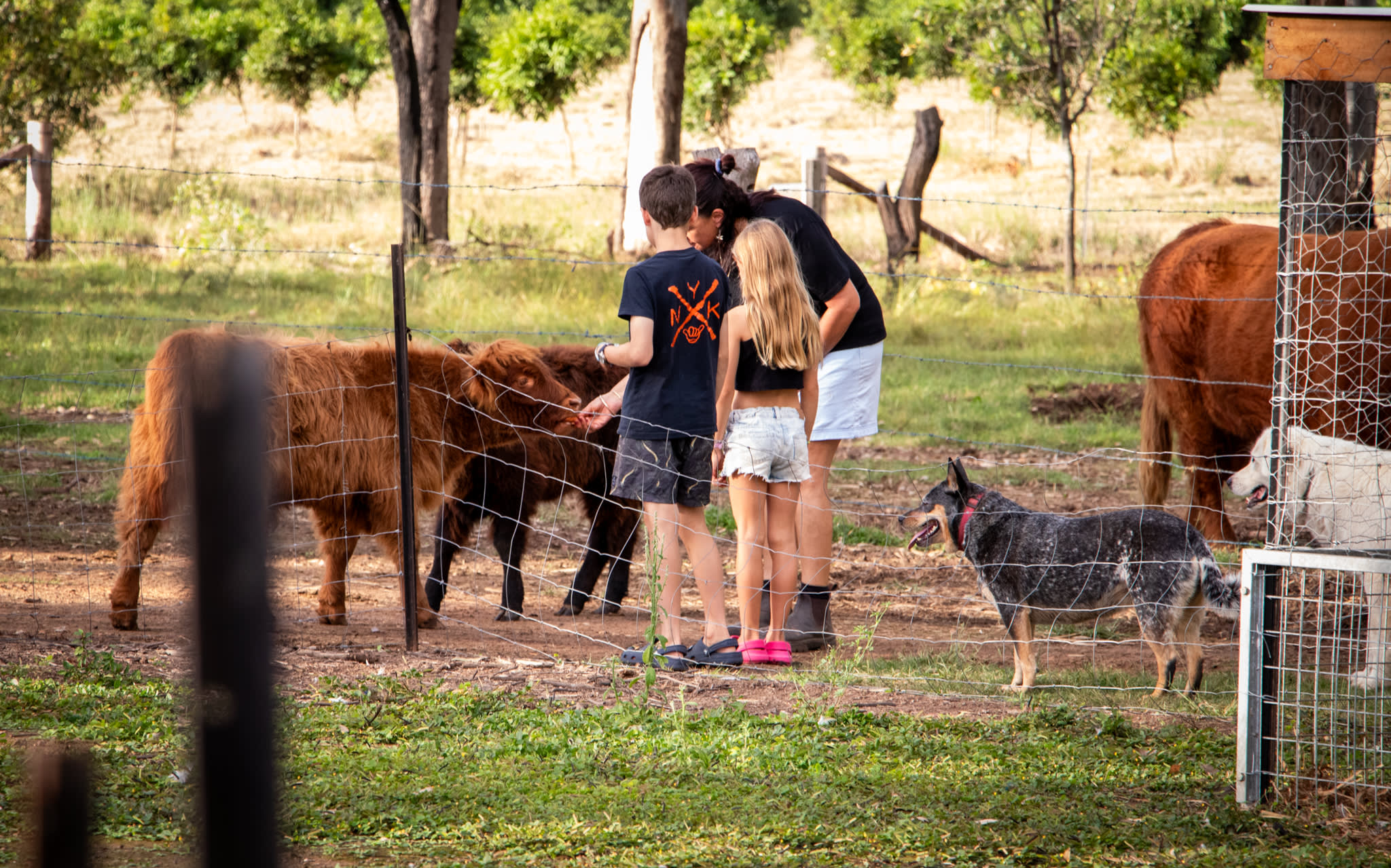 Feeding and learning about the animals.