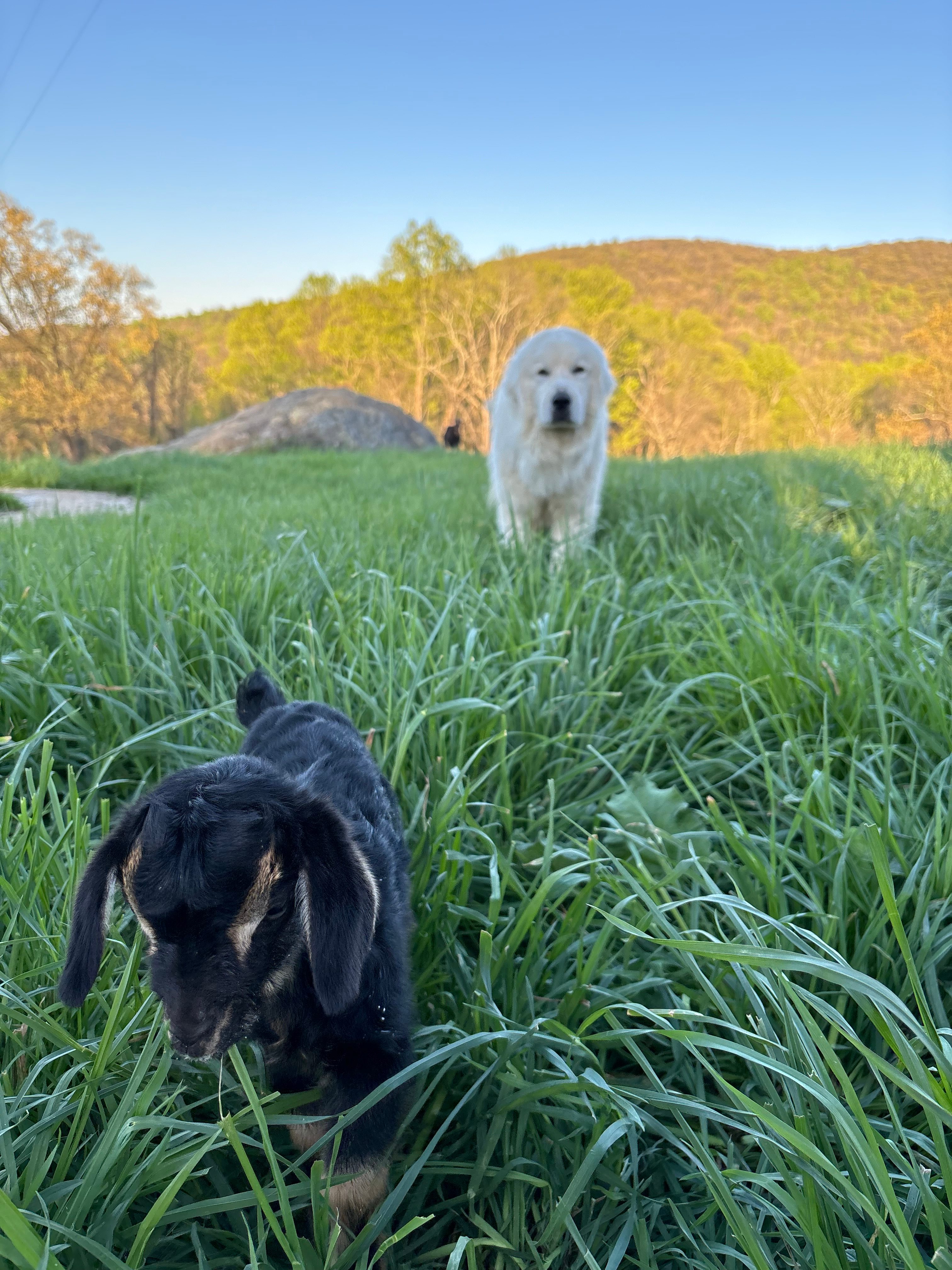 Beespoke Farms