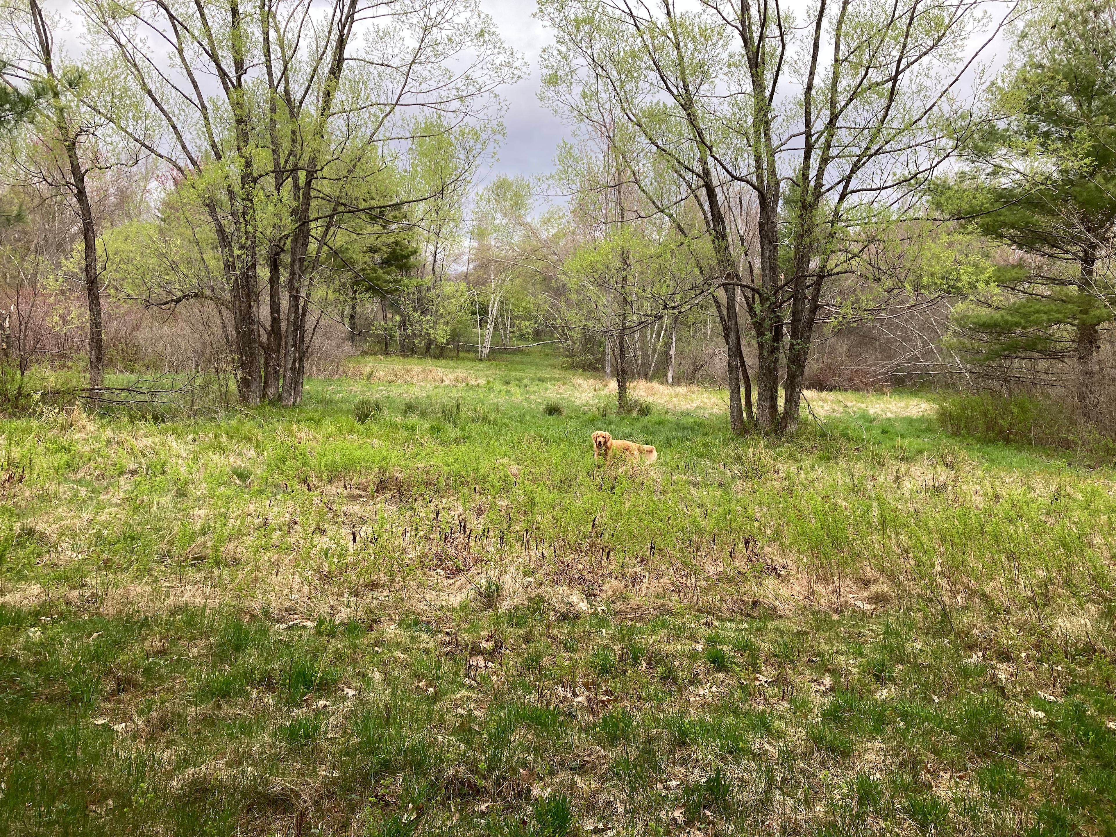 Looking toward back ten acres of old field and woods, from area  of site. 
