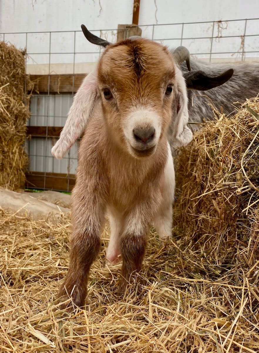 Yurt Glamping Tents + Farm Animals