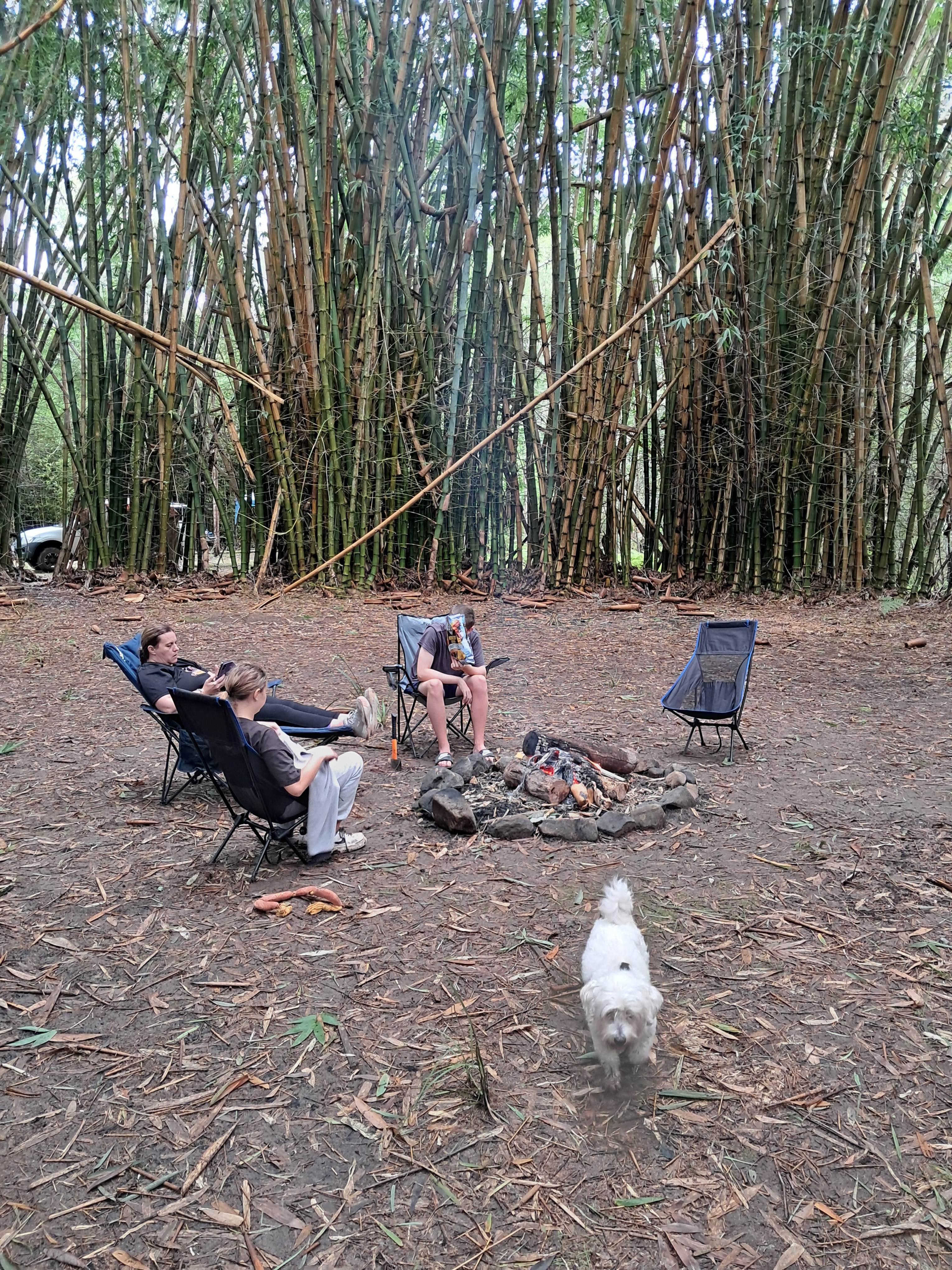 Belli Bamboo Parkland