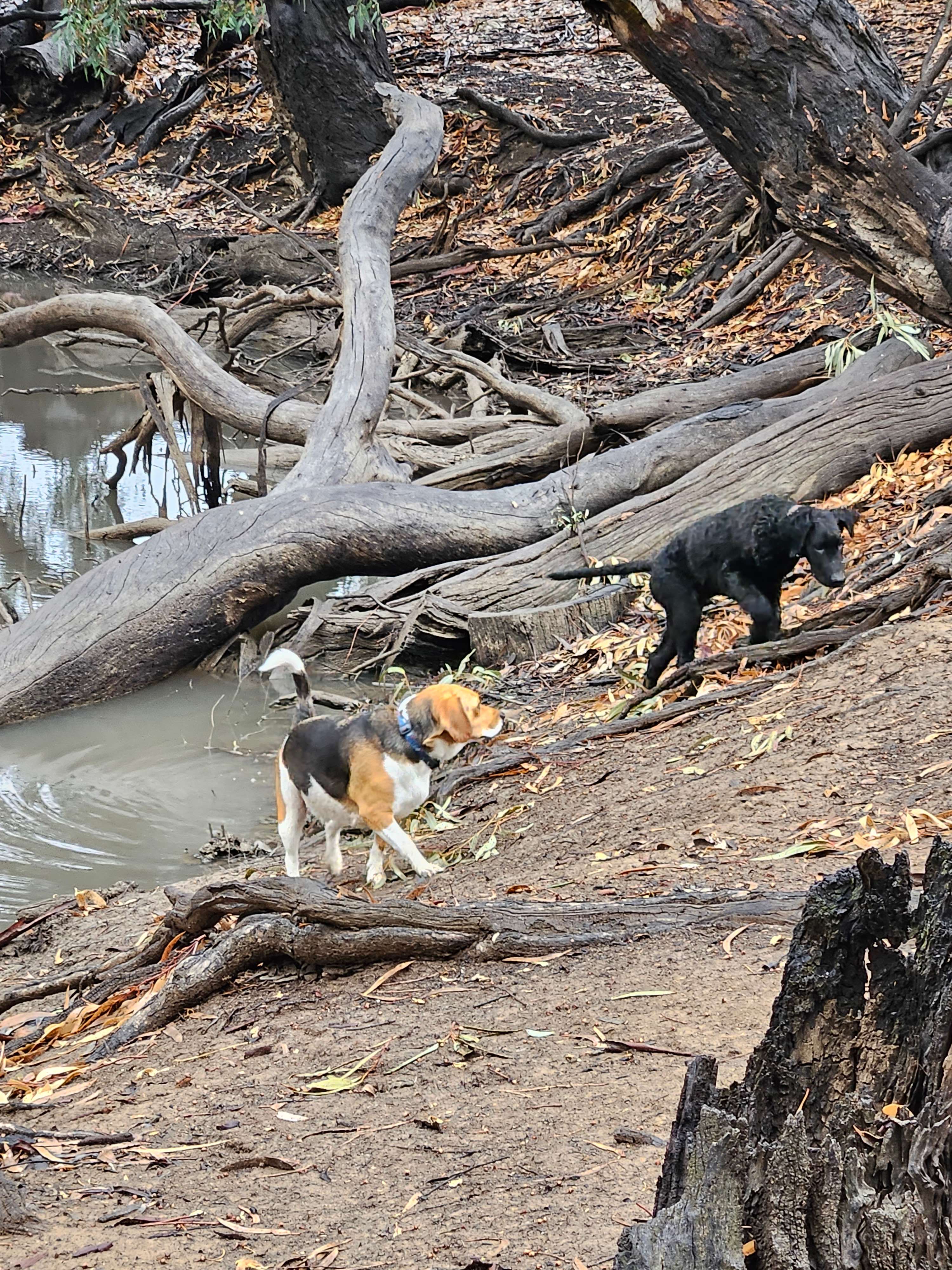 Riverside   Canary Island