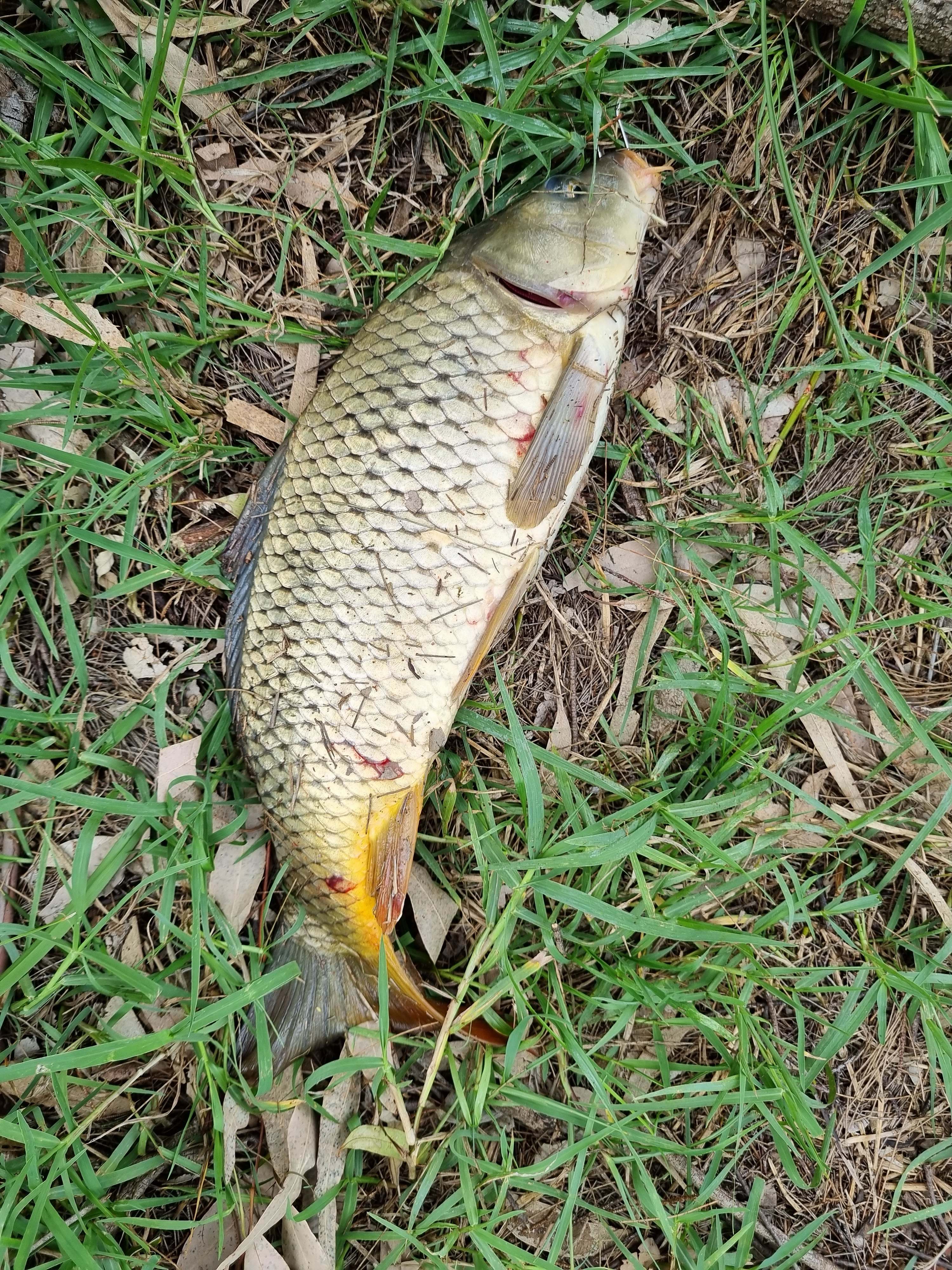 Cadagi Farm Stay in Central West NSW