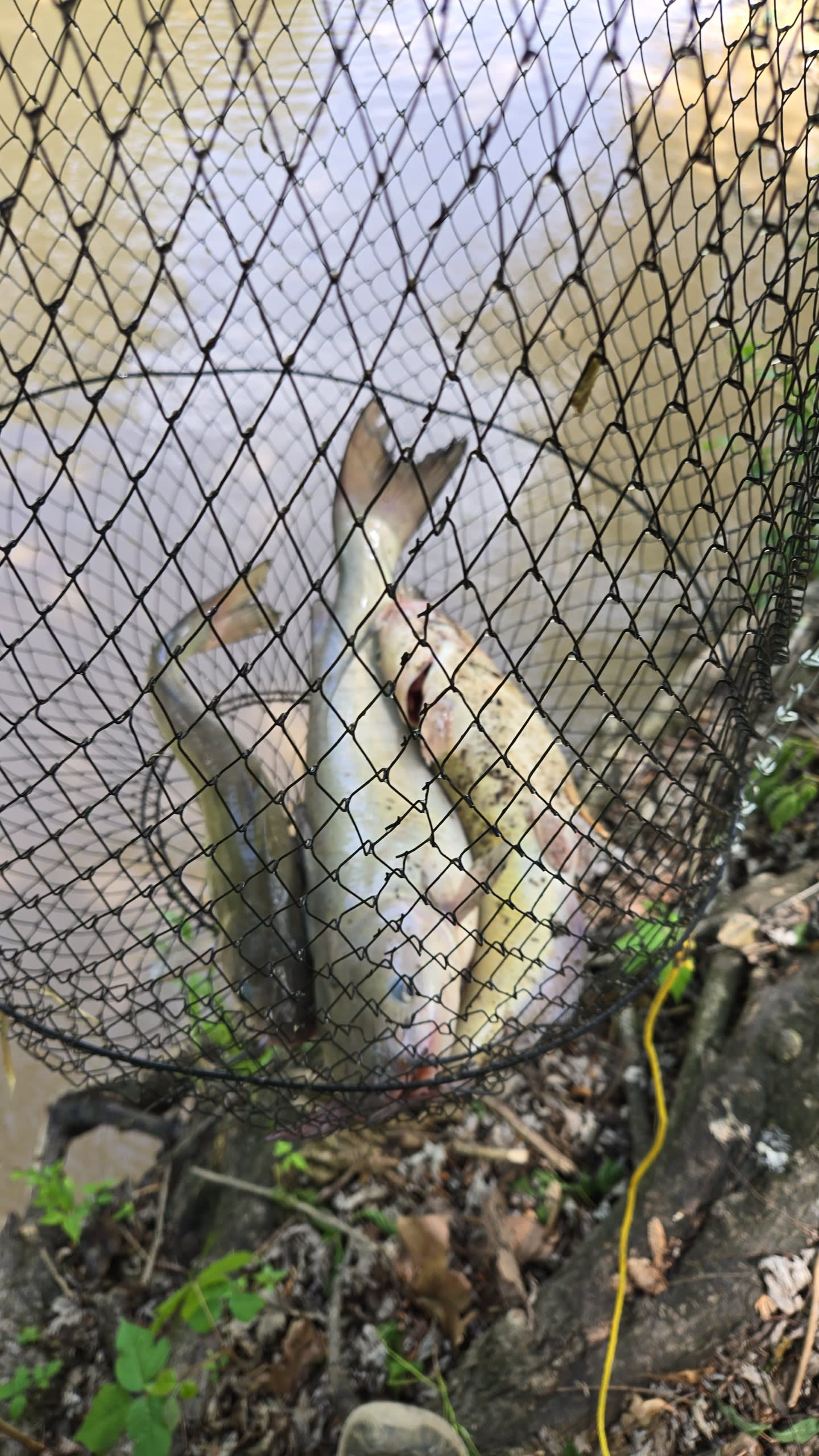 Mcgee Creek Camp