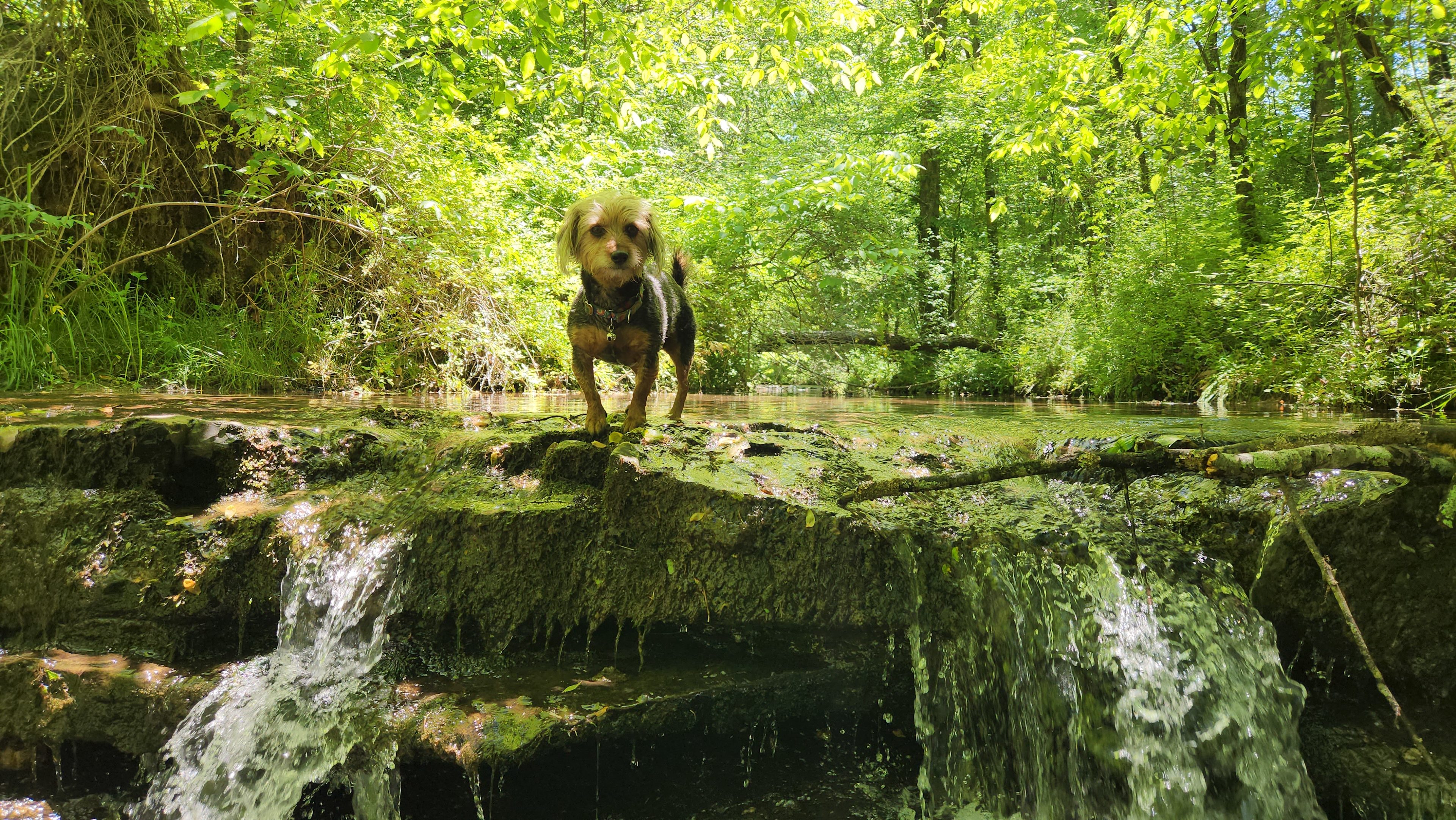 Reed Creek Campsites