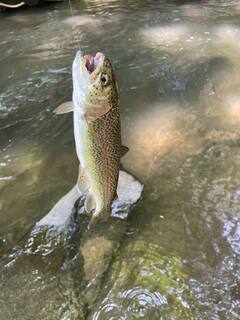 Bear Creek Mountain Camping