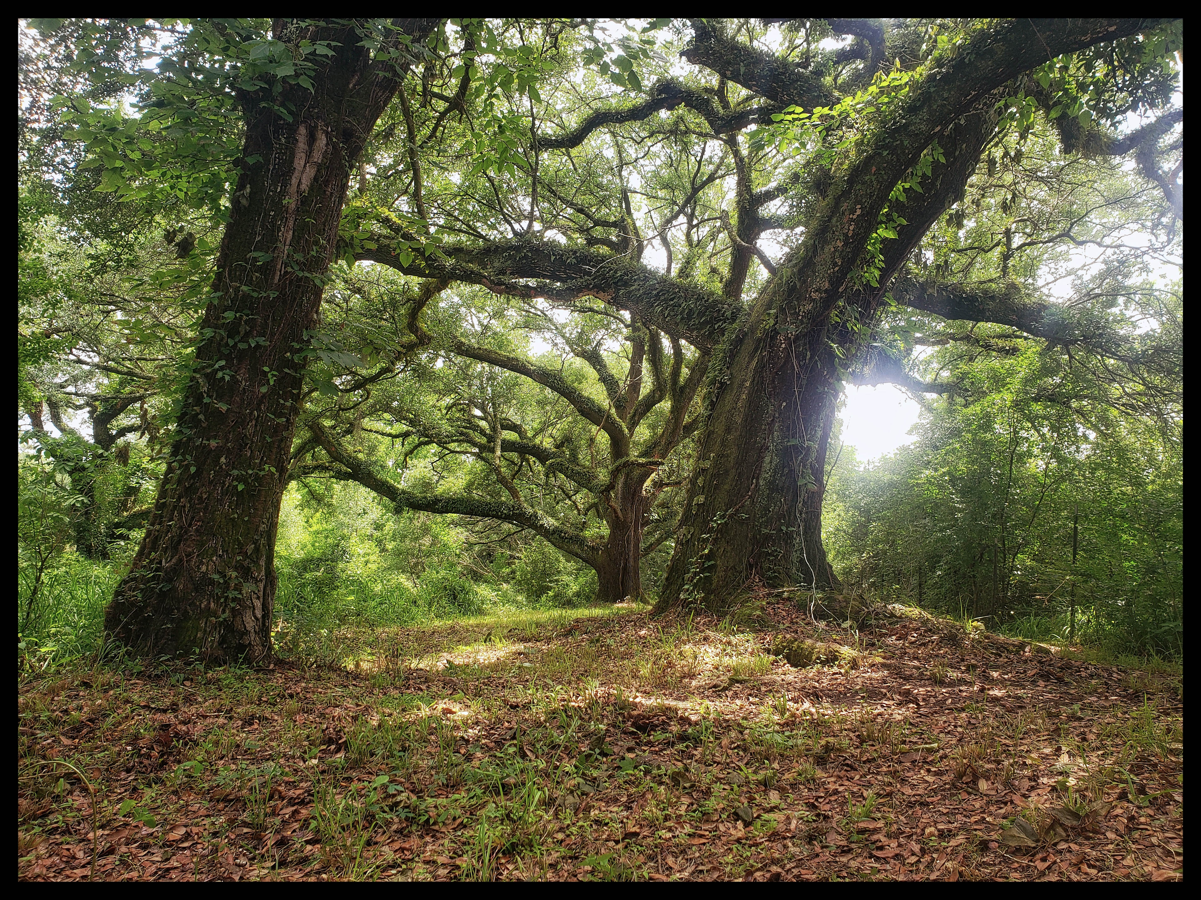 Opal Springs Nature Haven