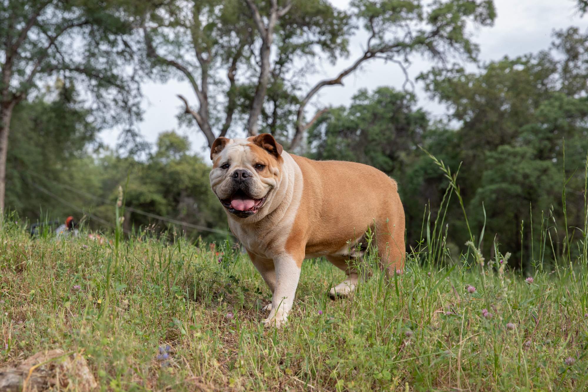 This is Bentley! 