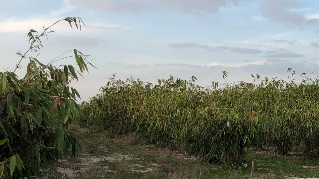 Joy Bamboo Forest Farm