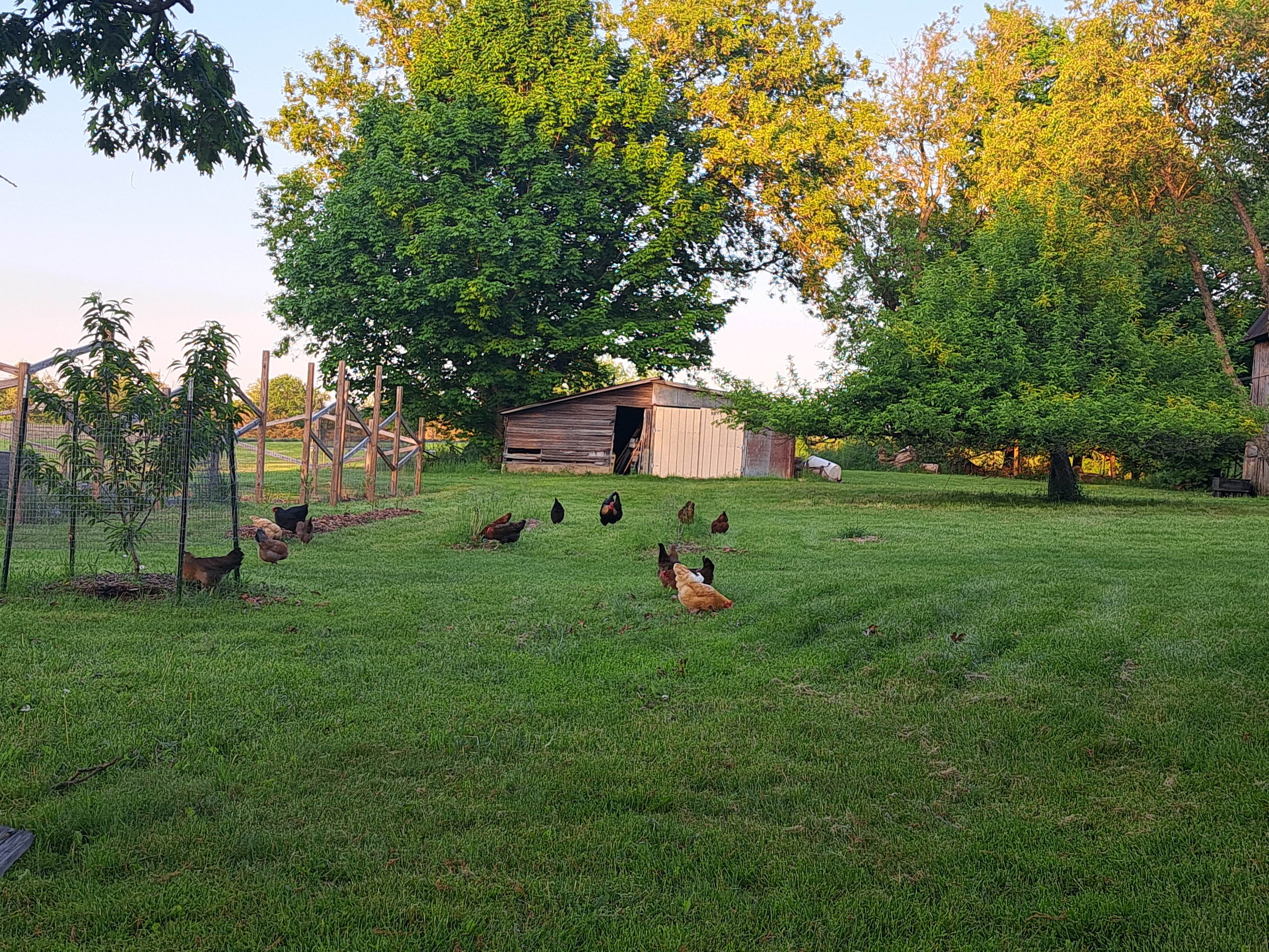 View from the oak swings for relaxing next to the chicken ciops