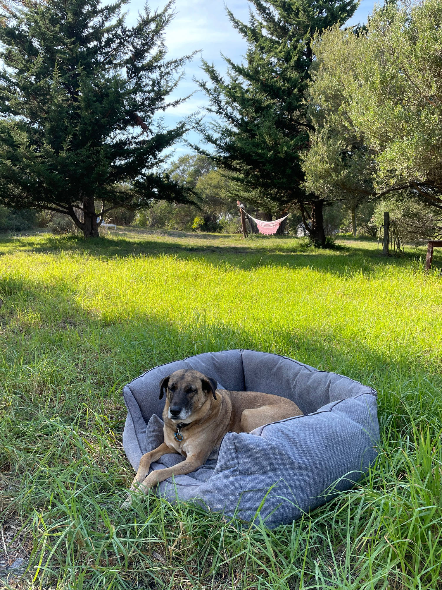 My spectacular dog Sham. He hides in the bushes when leaving. Pets are welcome. Please clean up after them. 

I maybe able to look after your pets for a fee if I am there. Please enquire