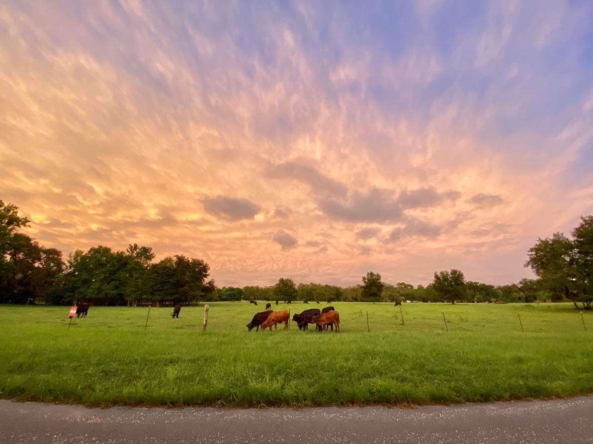 Lovely Acres Of East Orlando