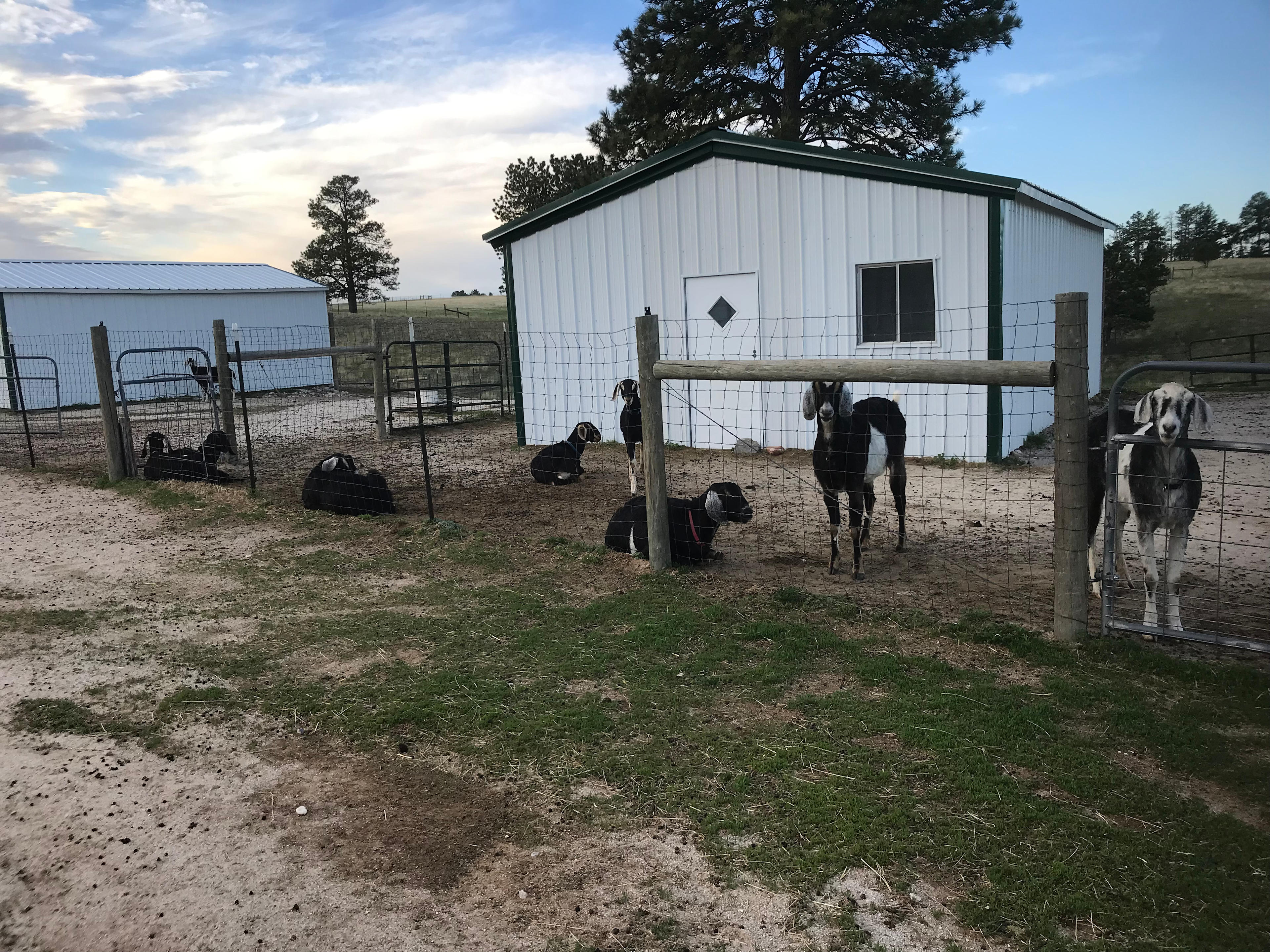 Falkor Ranch