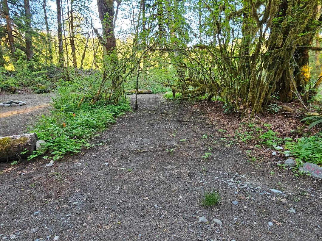 Electric Blue Lady's Land'