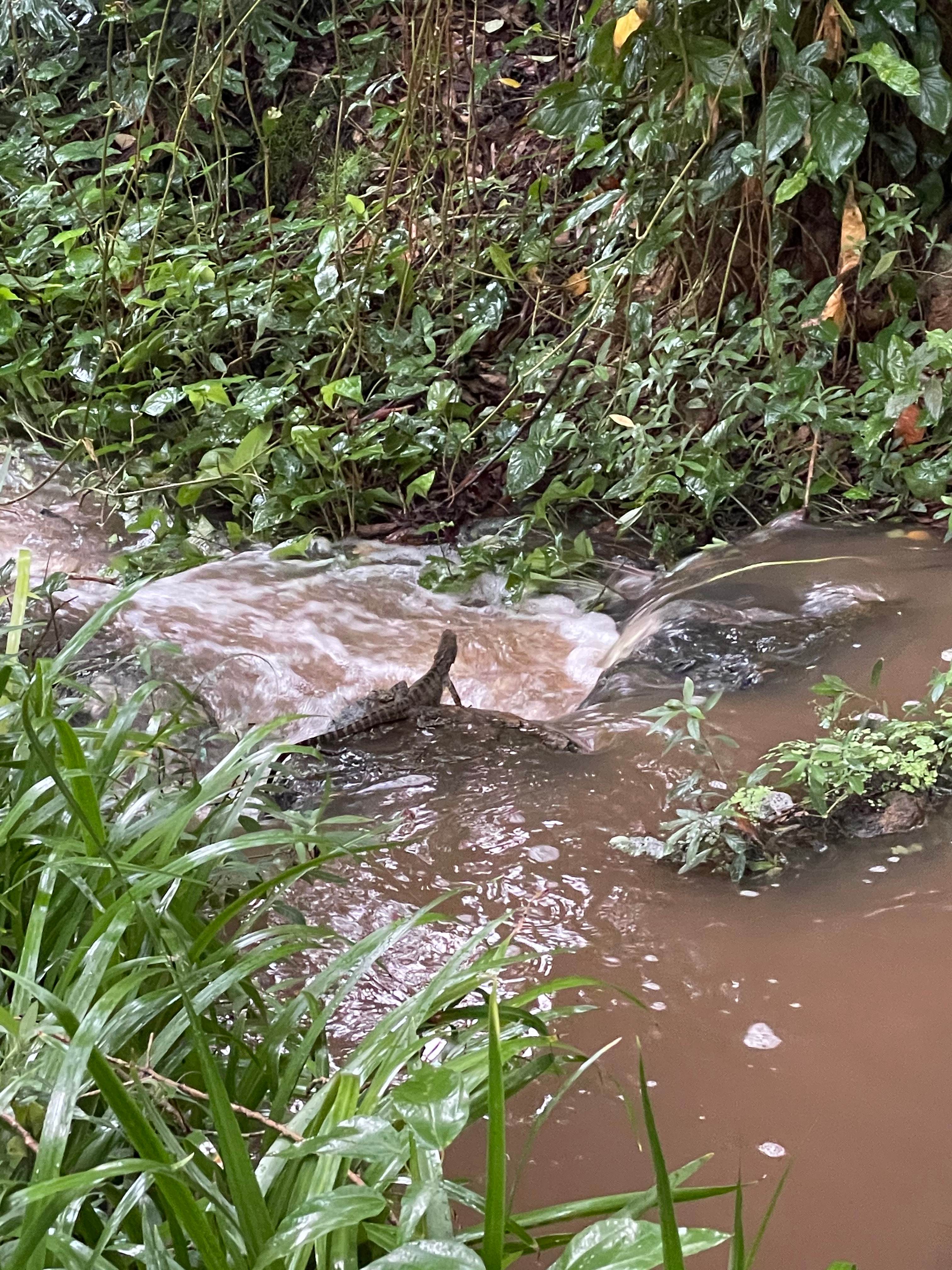 Split Yard Creek