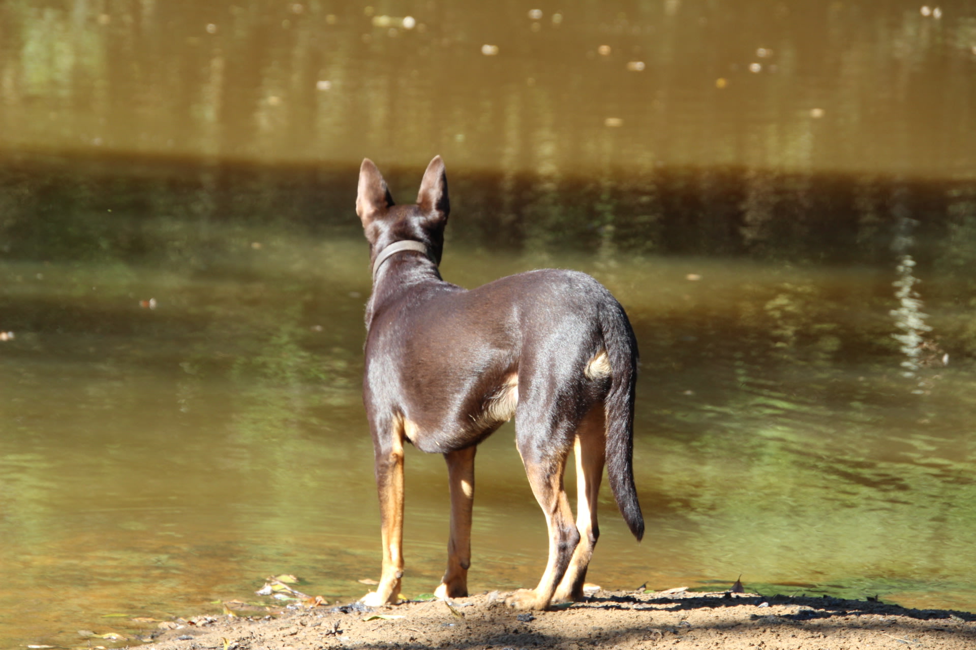 Bass Billabong - Cedar Creek Farm