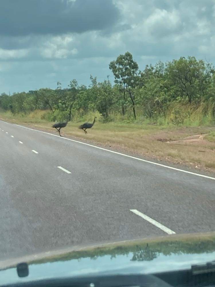 Dundee Coffee Rock camping with dog