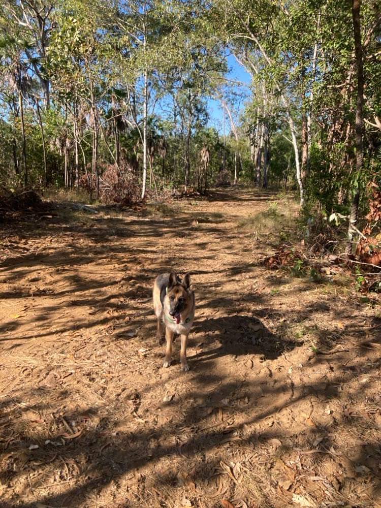 Dundee Coffee Rock camping with dog